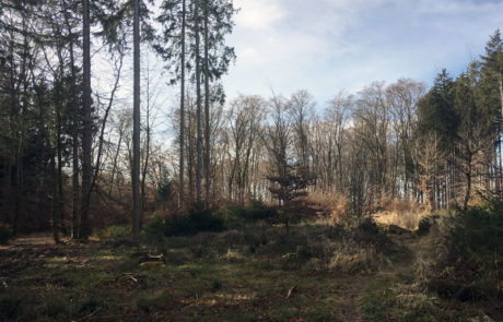 Spaziergang Gilchinger Steinberg - Pfad
