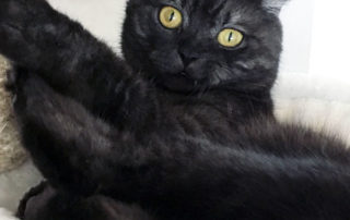 Vampire Cat