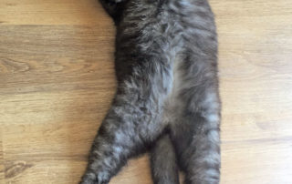 Pimmelkatze