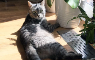 Sancho in the sun