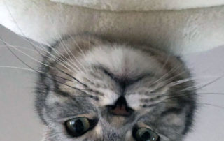 Wo ist die Katze?