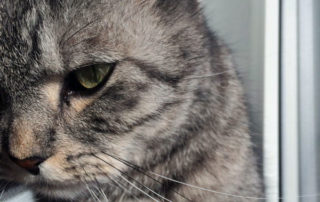 Ich kann auch grumpy
