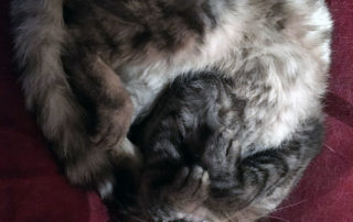 Kuschelmodus
