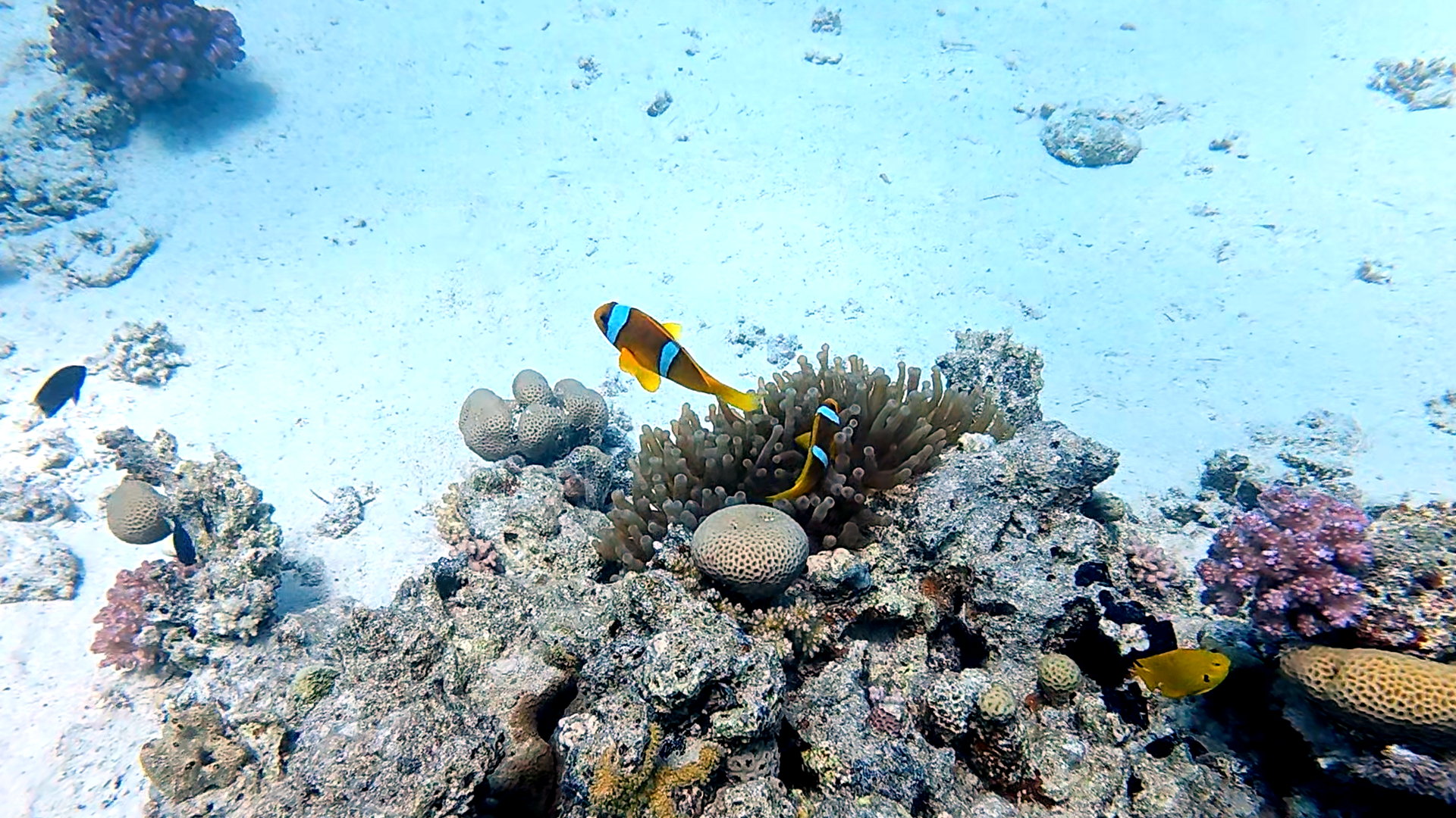 Anemonenfische