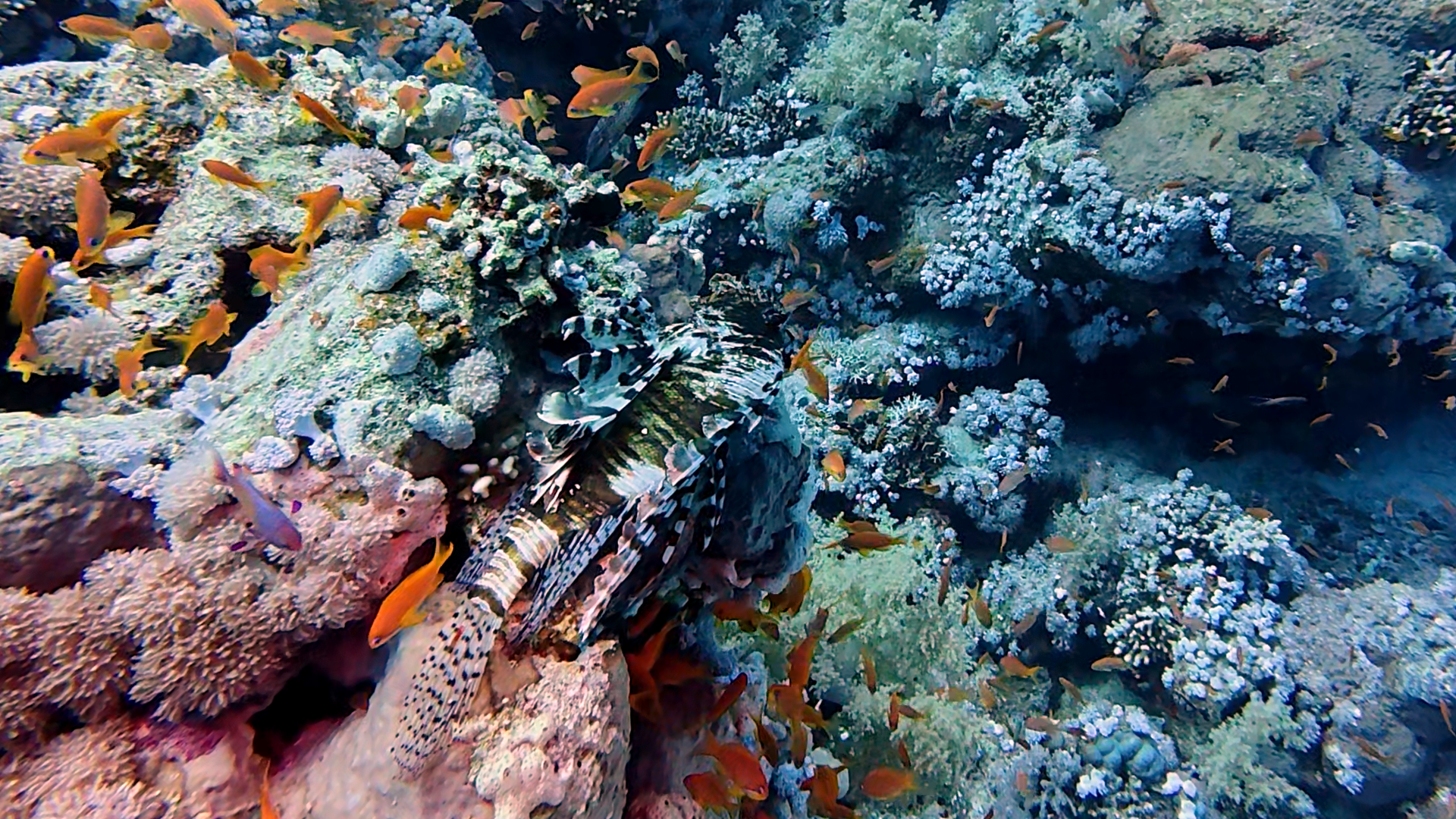 Feuerfisch (gut getarnt)