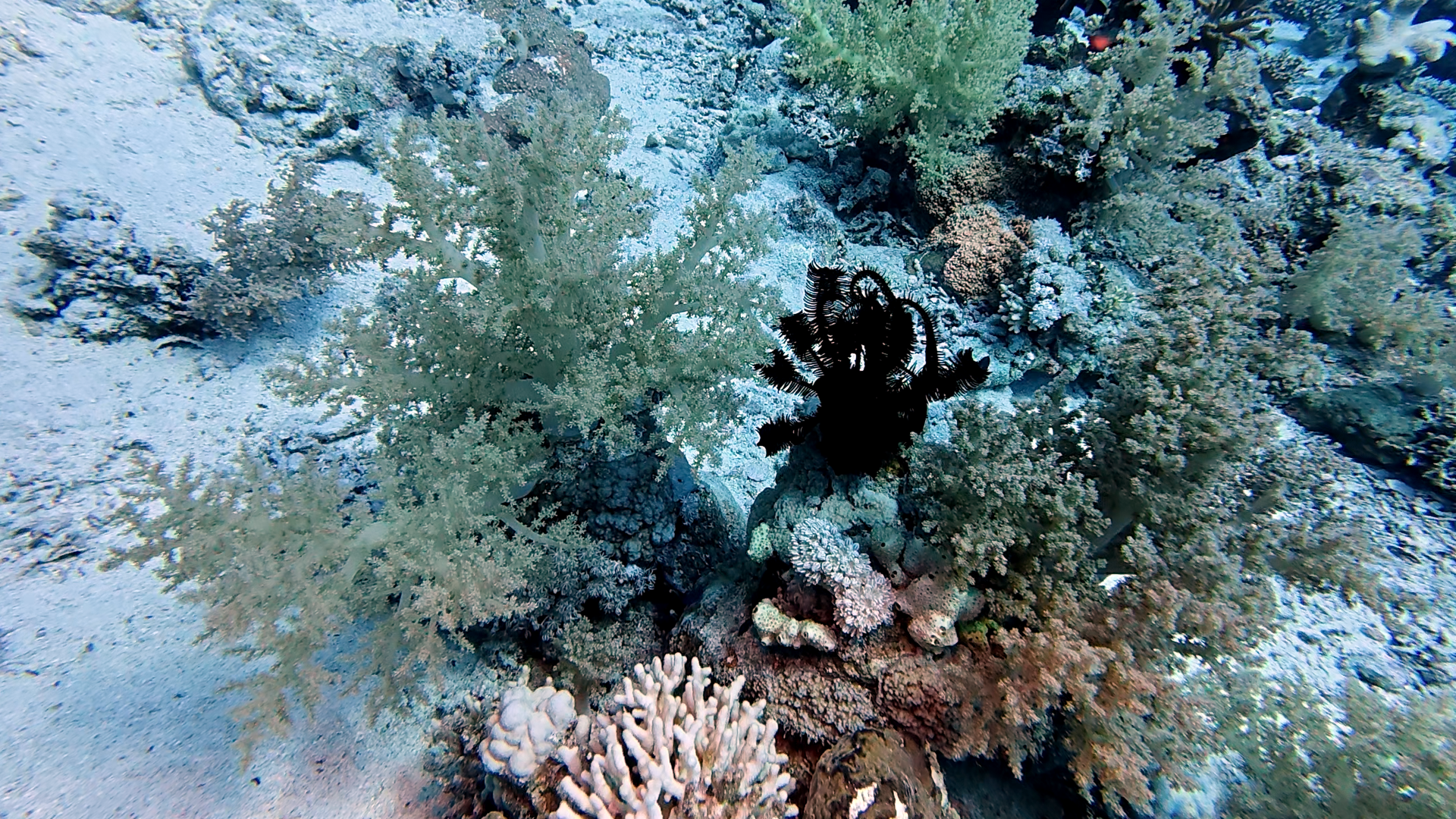 Schwarzer Federstern