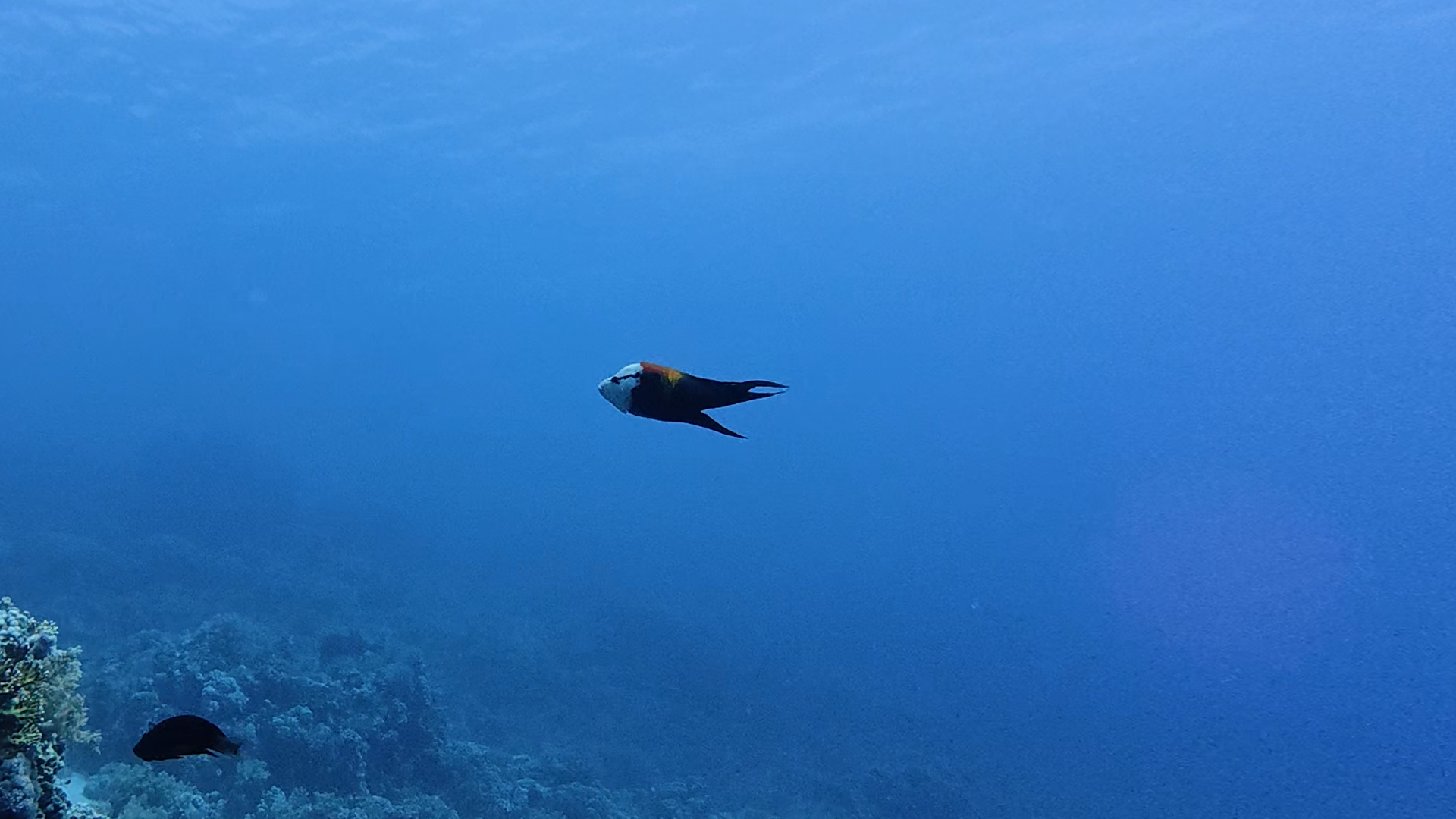 Stülpmaul Lippfisch