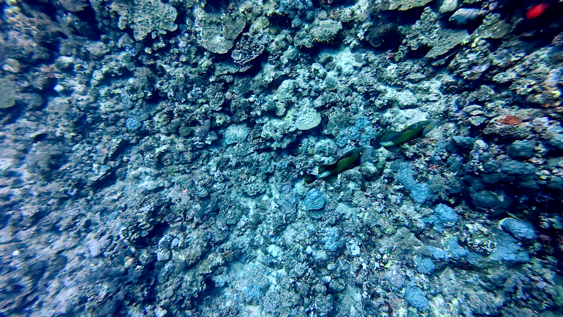 Titan-Drückerfische