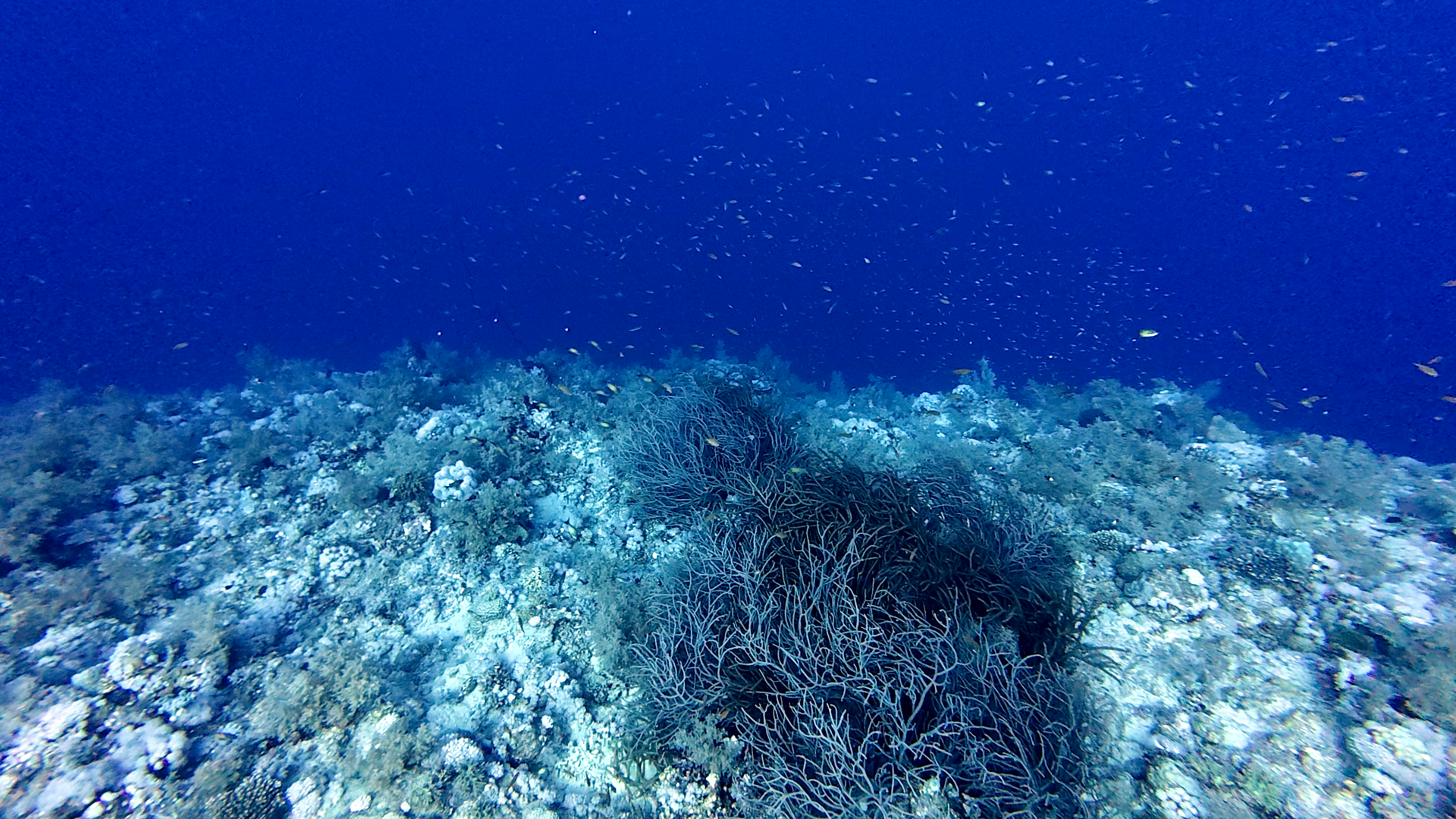 Tiefes Blau und viele kleine Fische