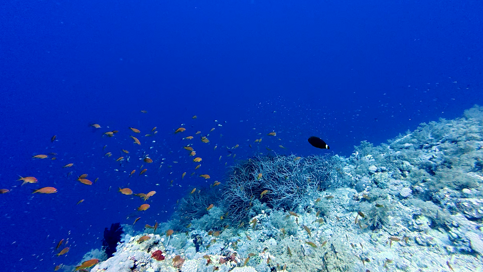 Tiefes blau und ein schwarzer, unbekannter Fisch