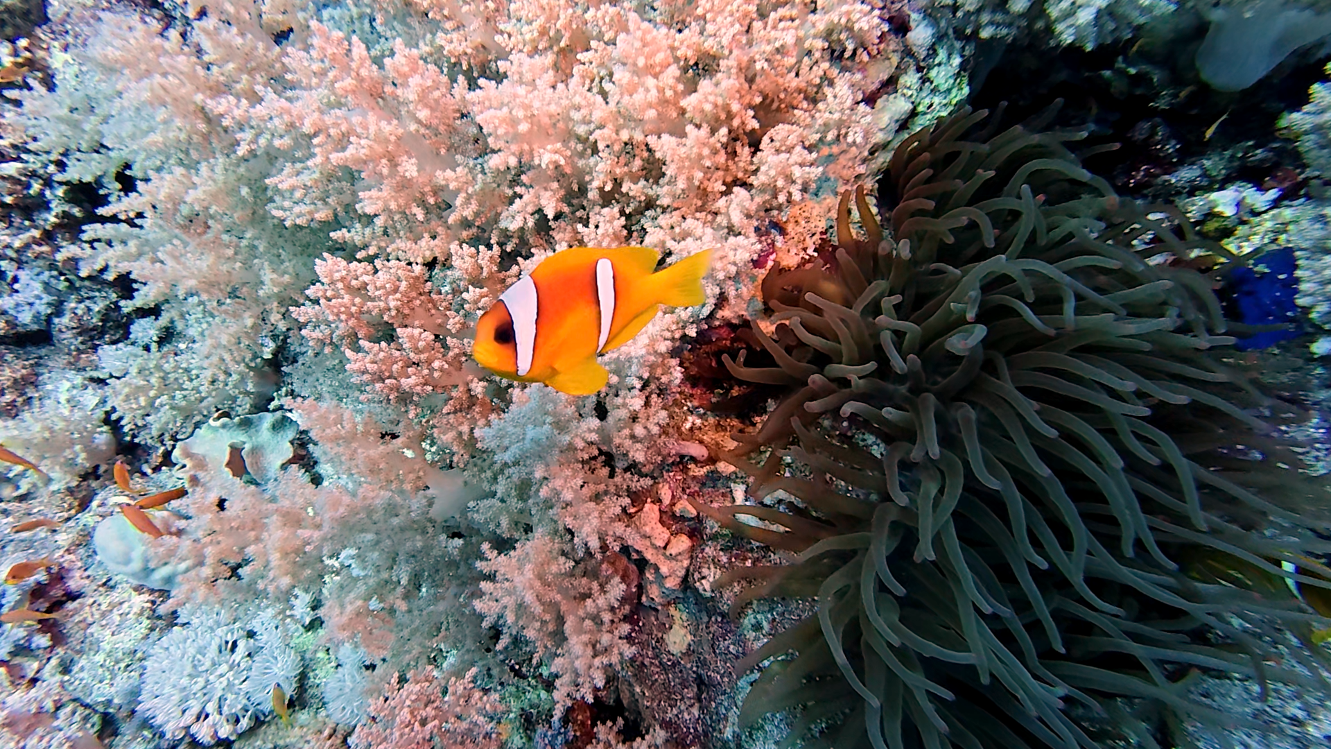 Nemo