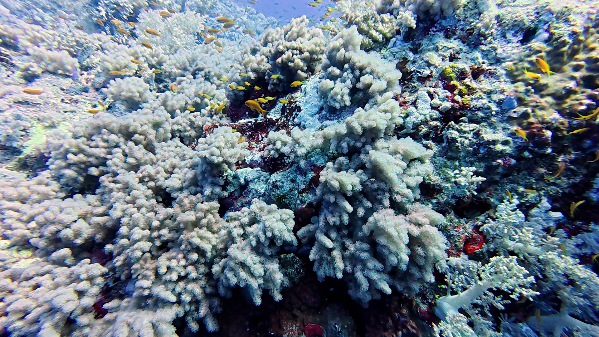 Weichkorallen und kleine Fische