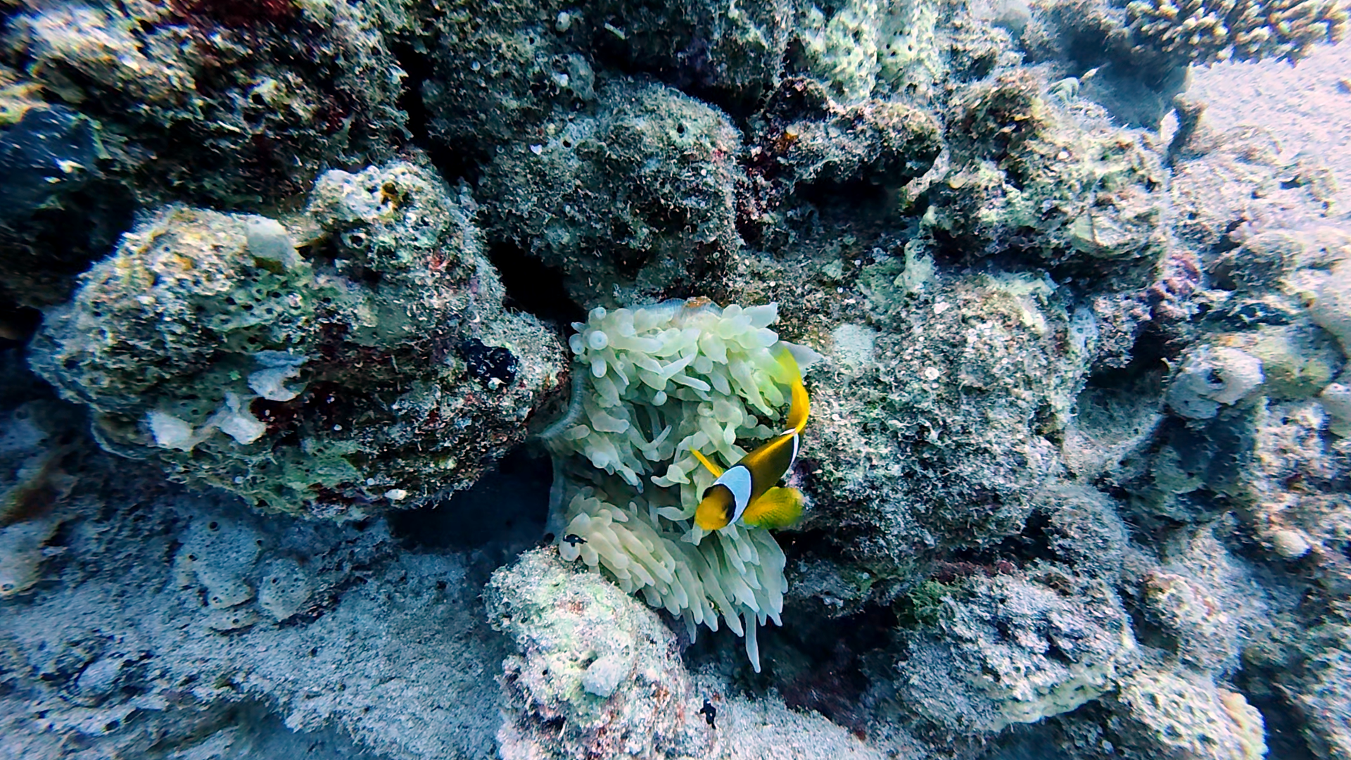 Und wieder ein süßer kleiner Nemo