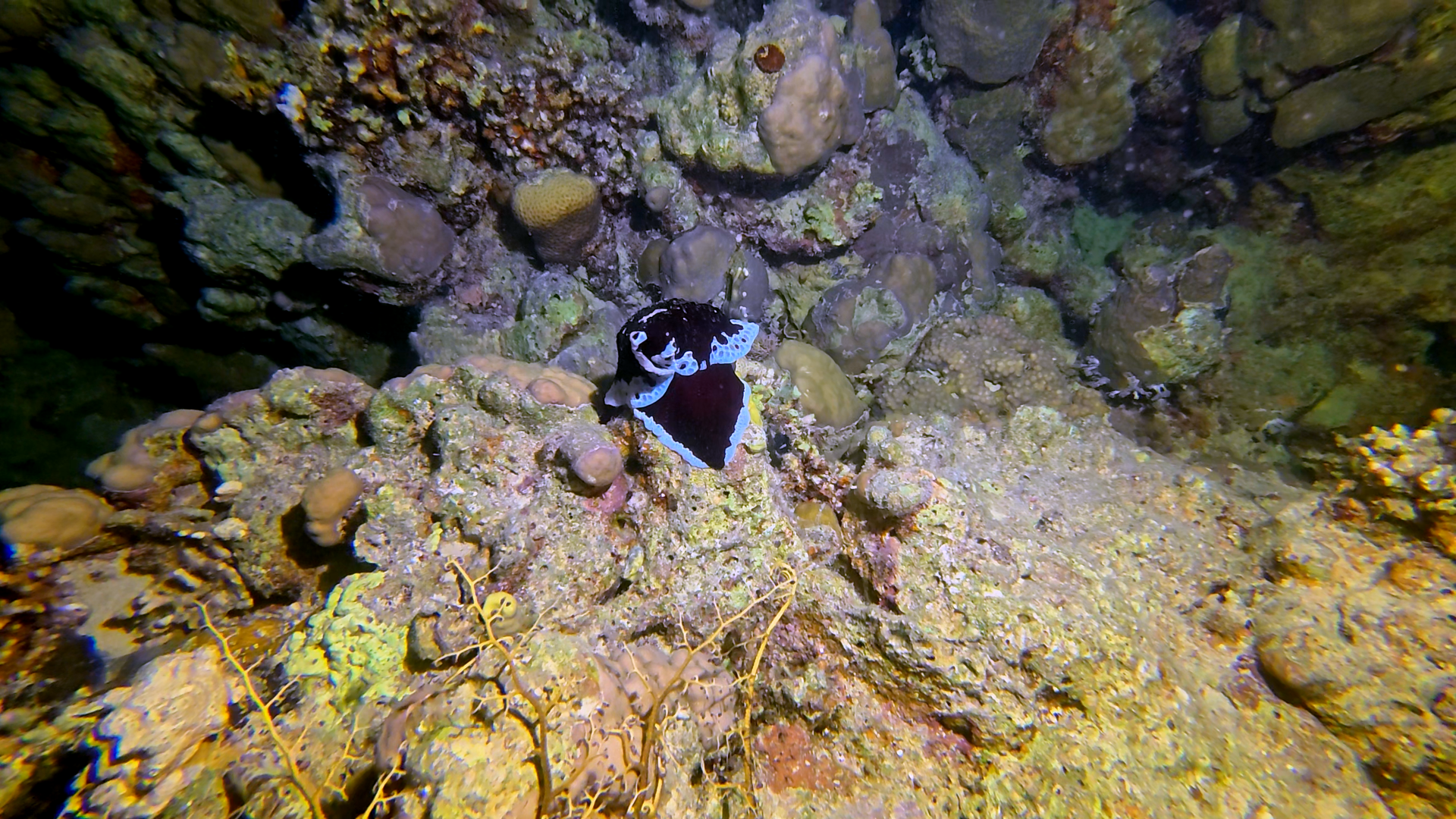 Flankenkiemer Schnecke (vermutlich)