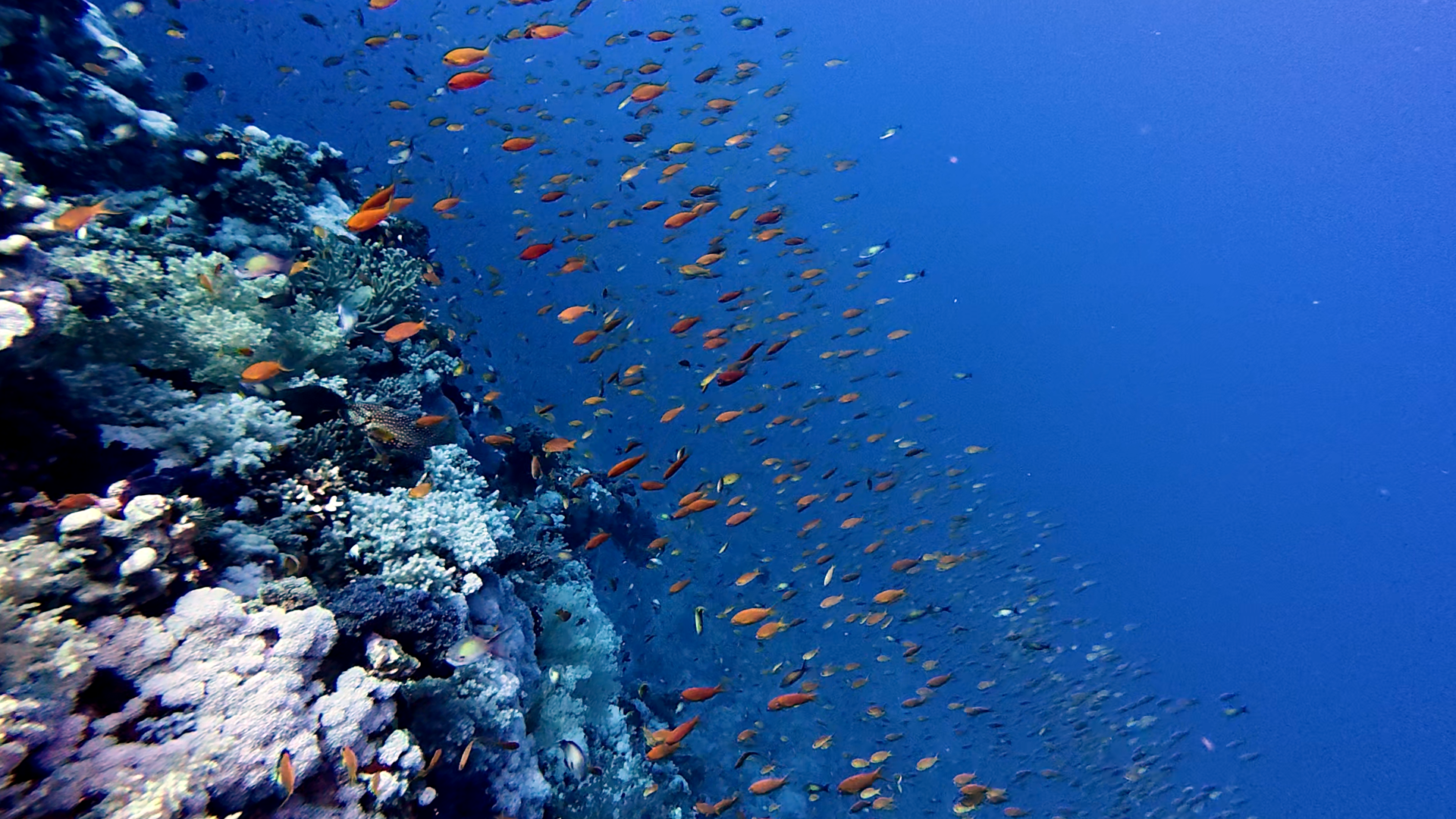 Fischi Fischi Fischi