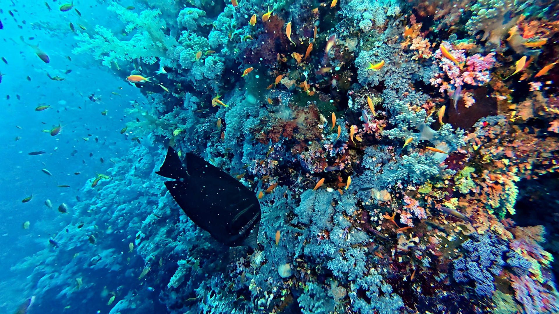 Segelflossen-Doktorfisch mit Bunt