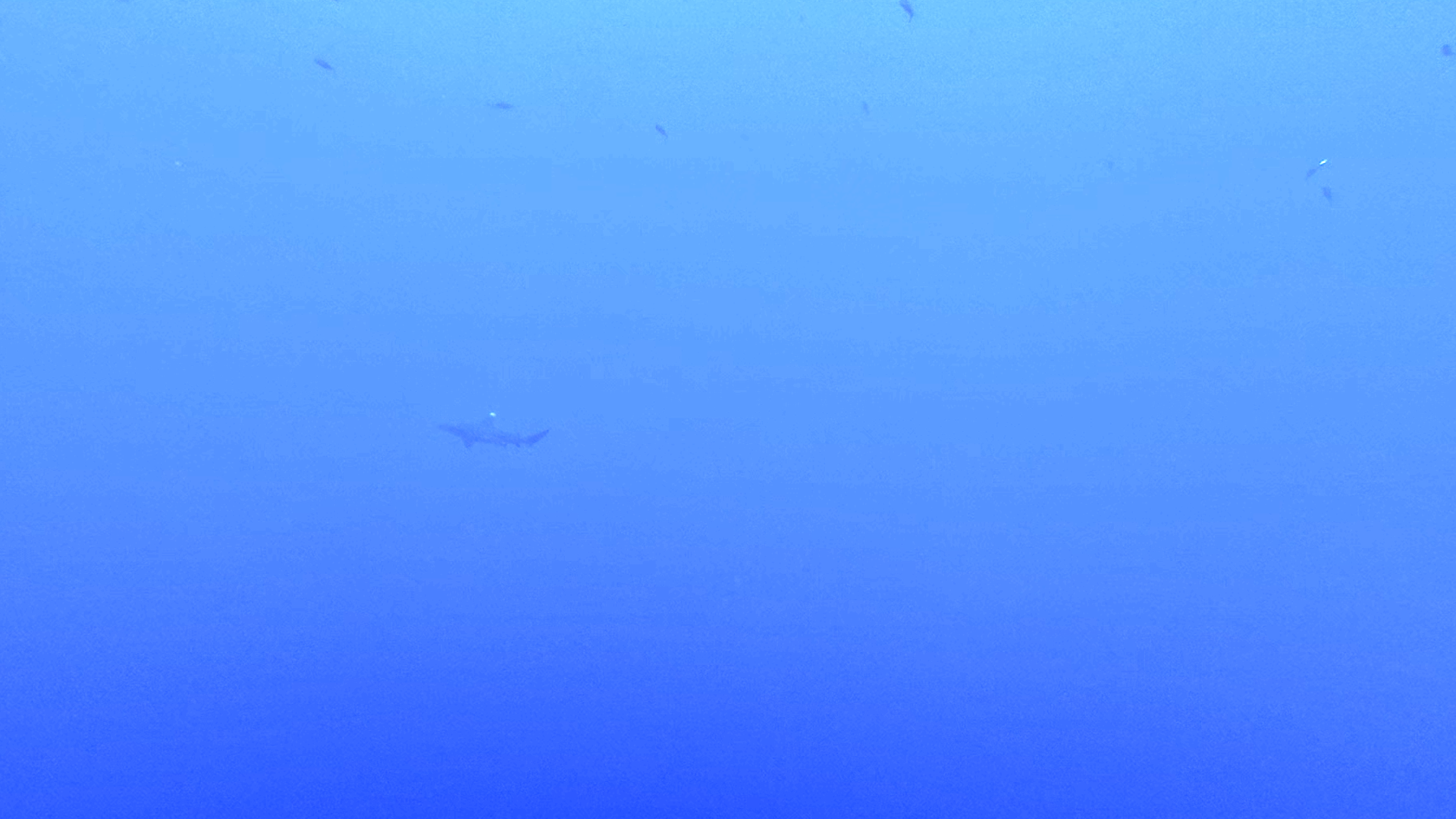 Longimanus (Glücksmoment)