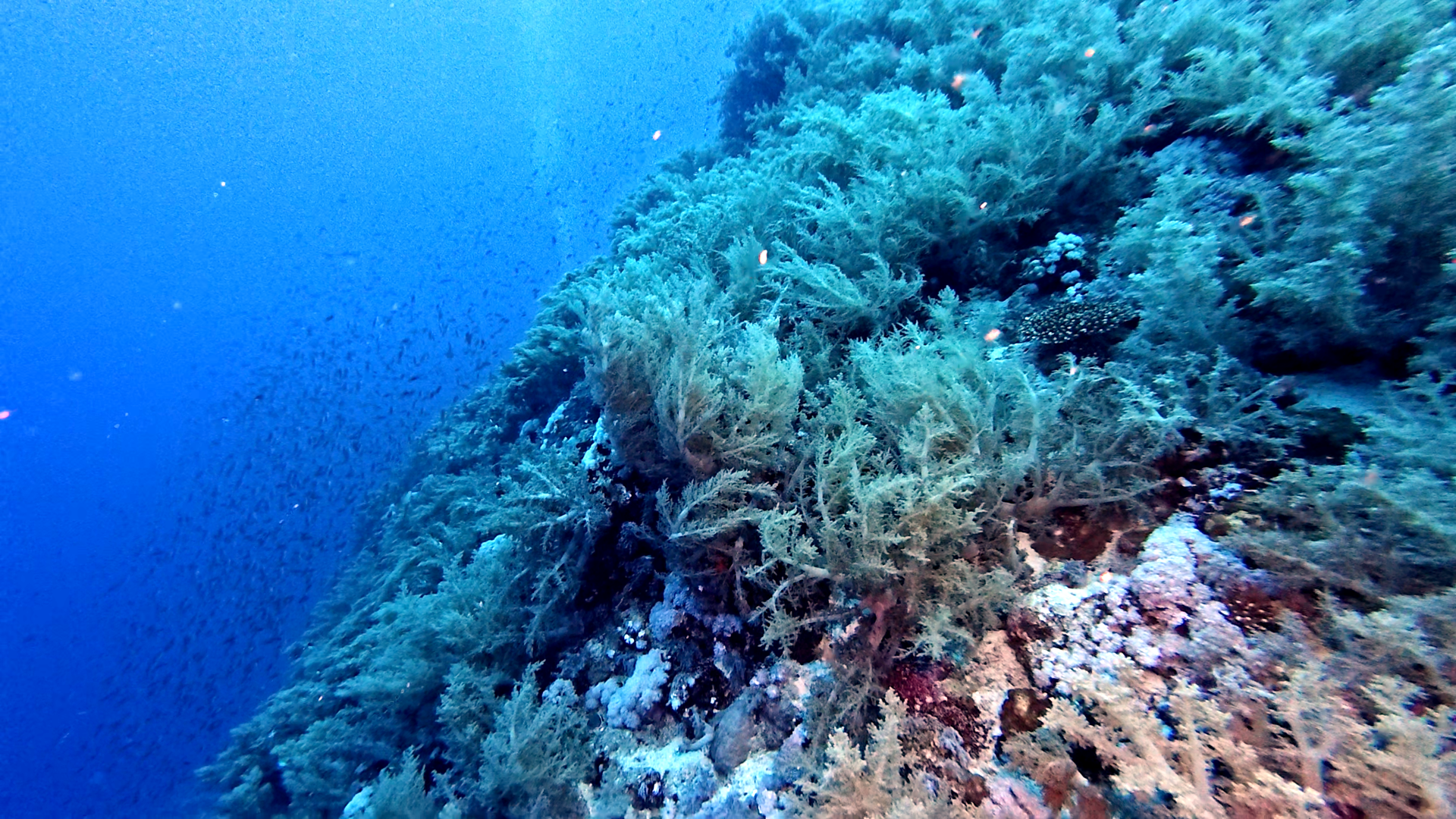 Fischkonfetti im Hintergrund