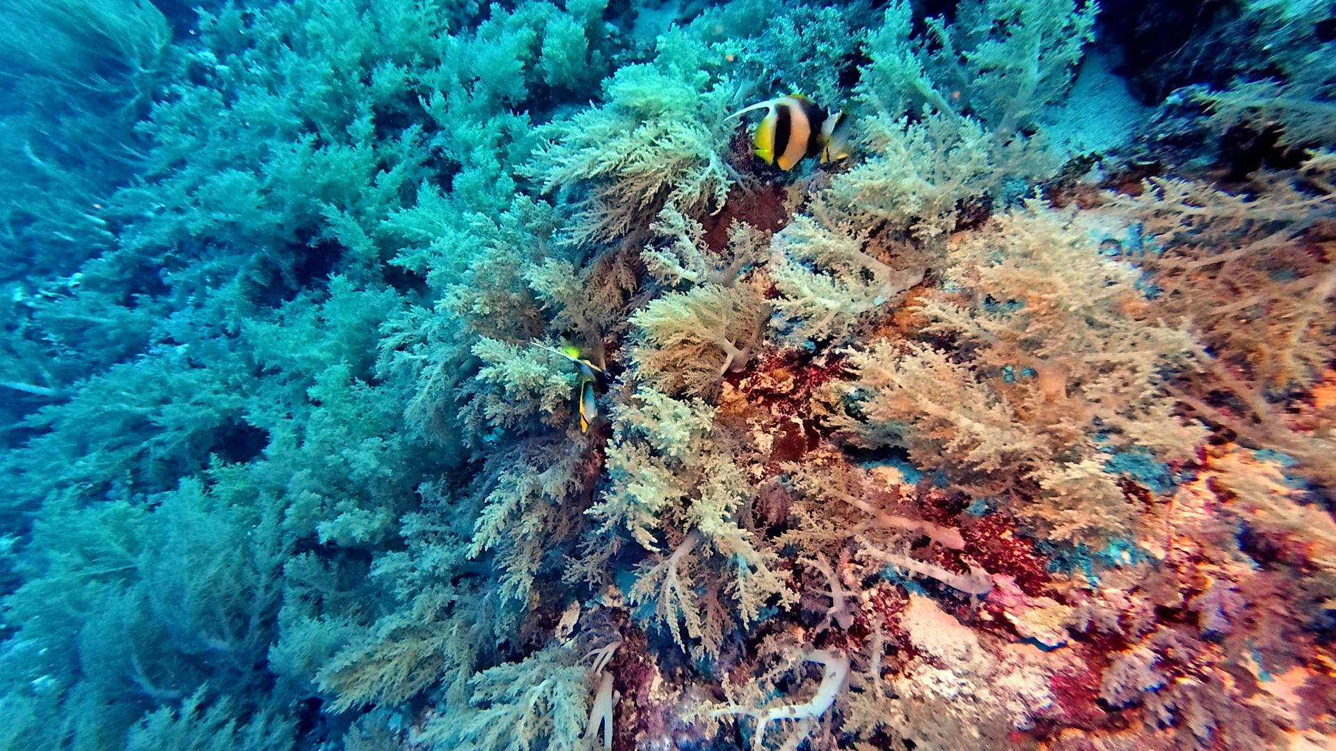 Weichkorallen mit Wimpelfisch