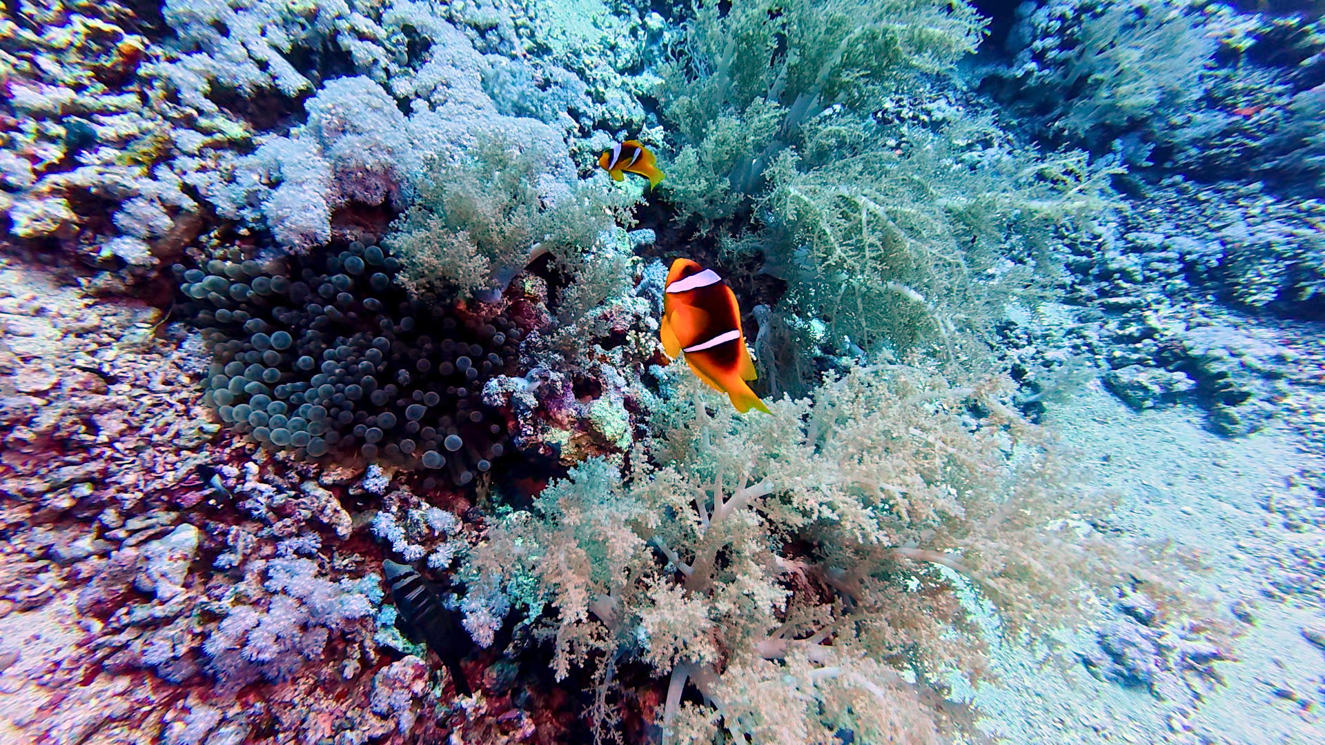 Nemo