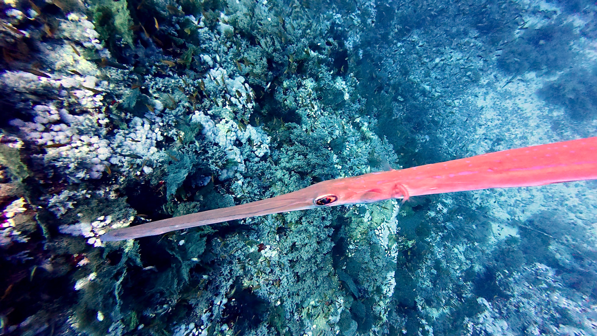 Neugieriger Flötenfisch