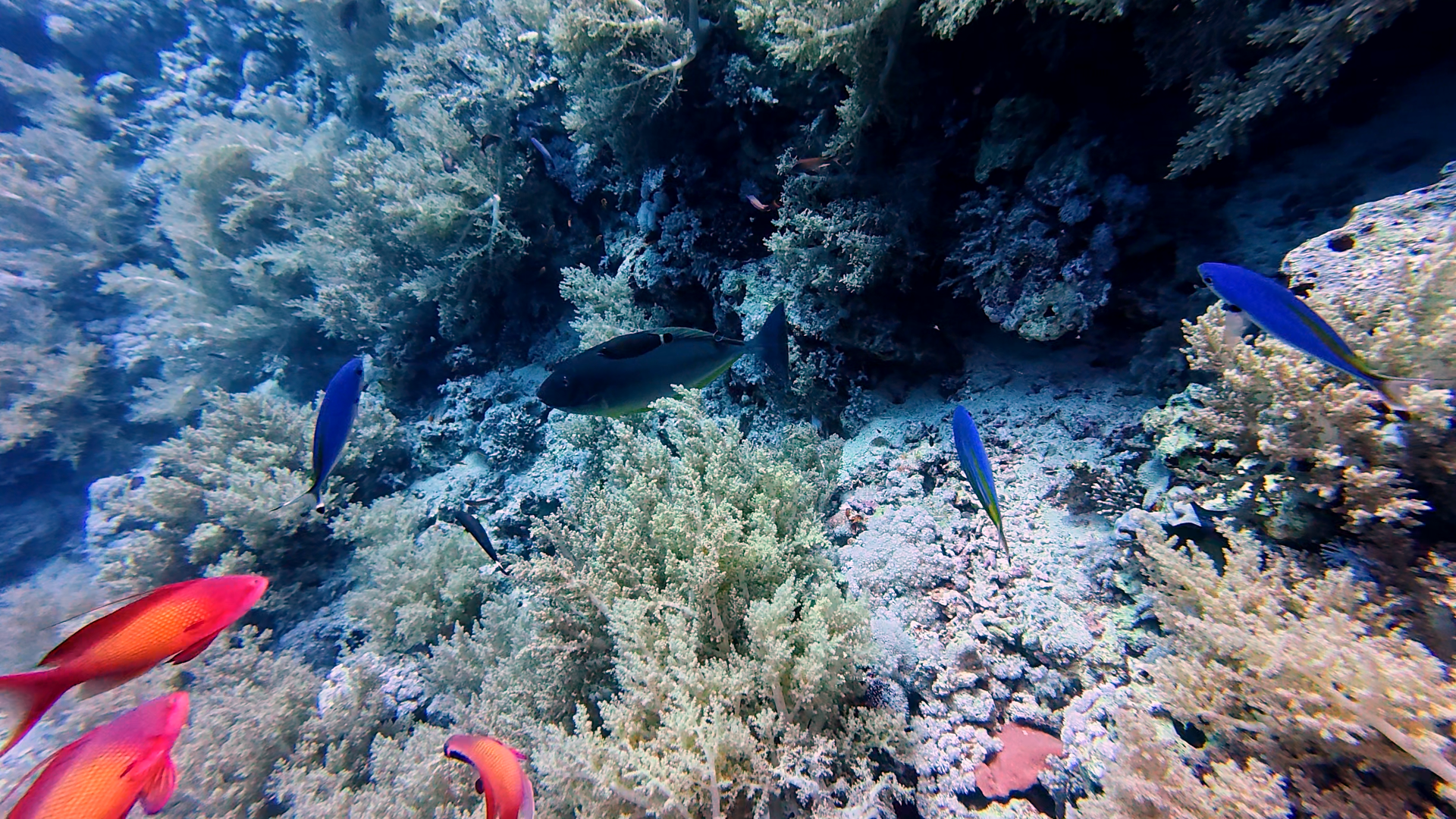 Auch irgendein Doktorfisch und Fahnenbarsche (in rot)