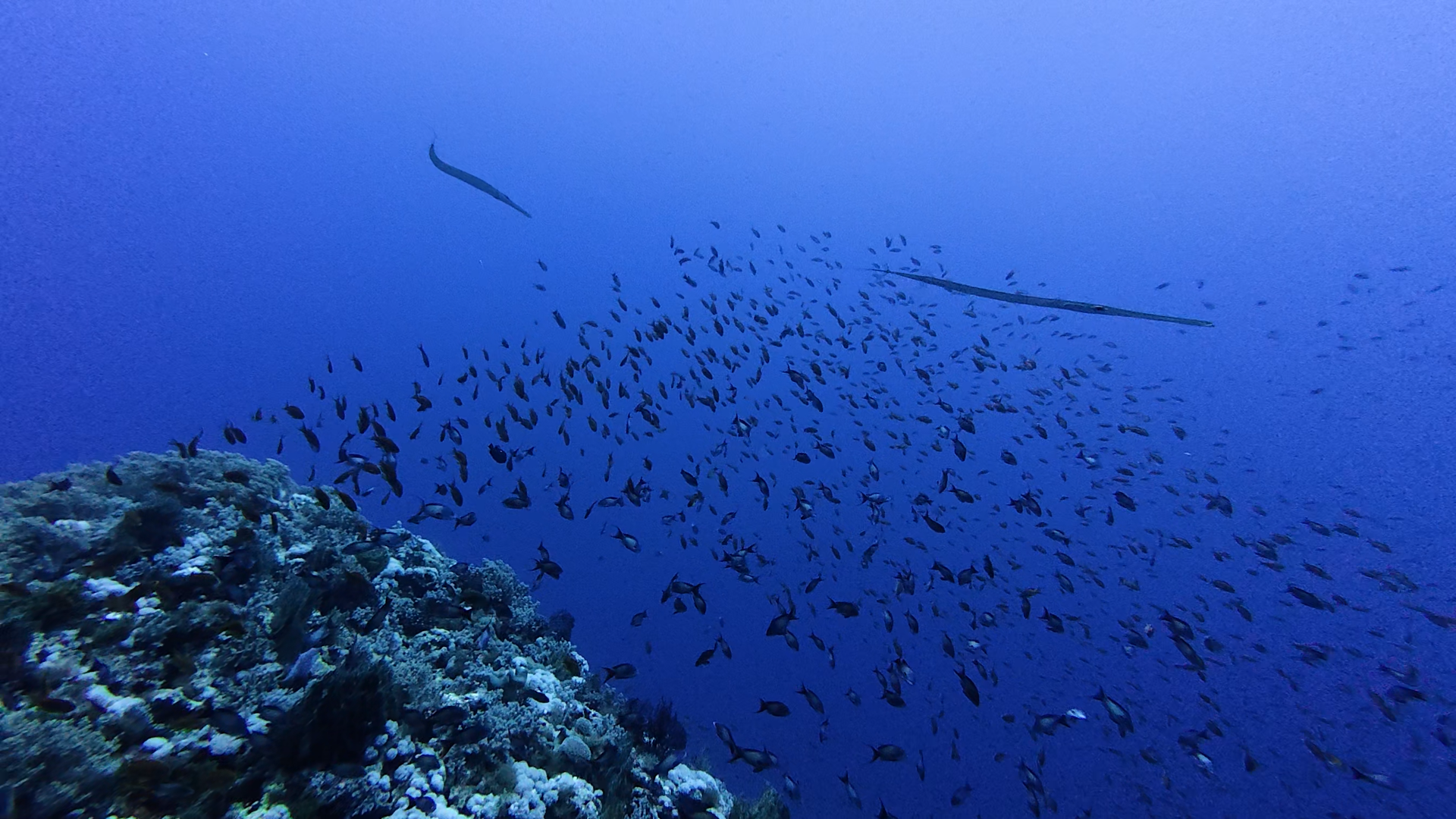 Viele kleine Fische und zwei Flötenfische
