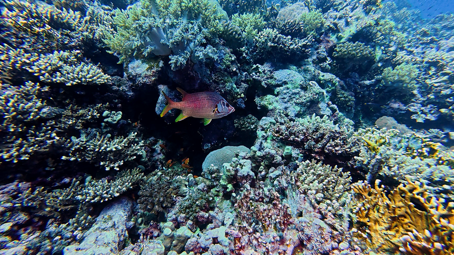 Großdorn-Husarenfisch