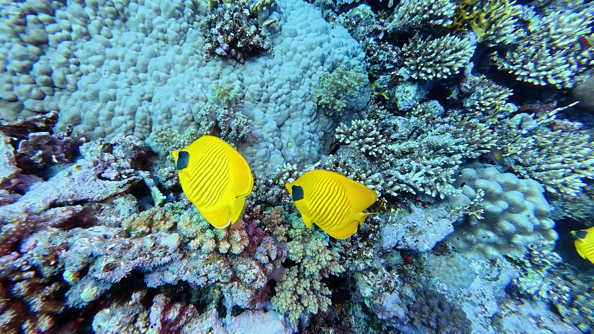 Maskenfalterfische