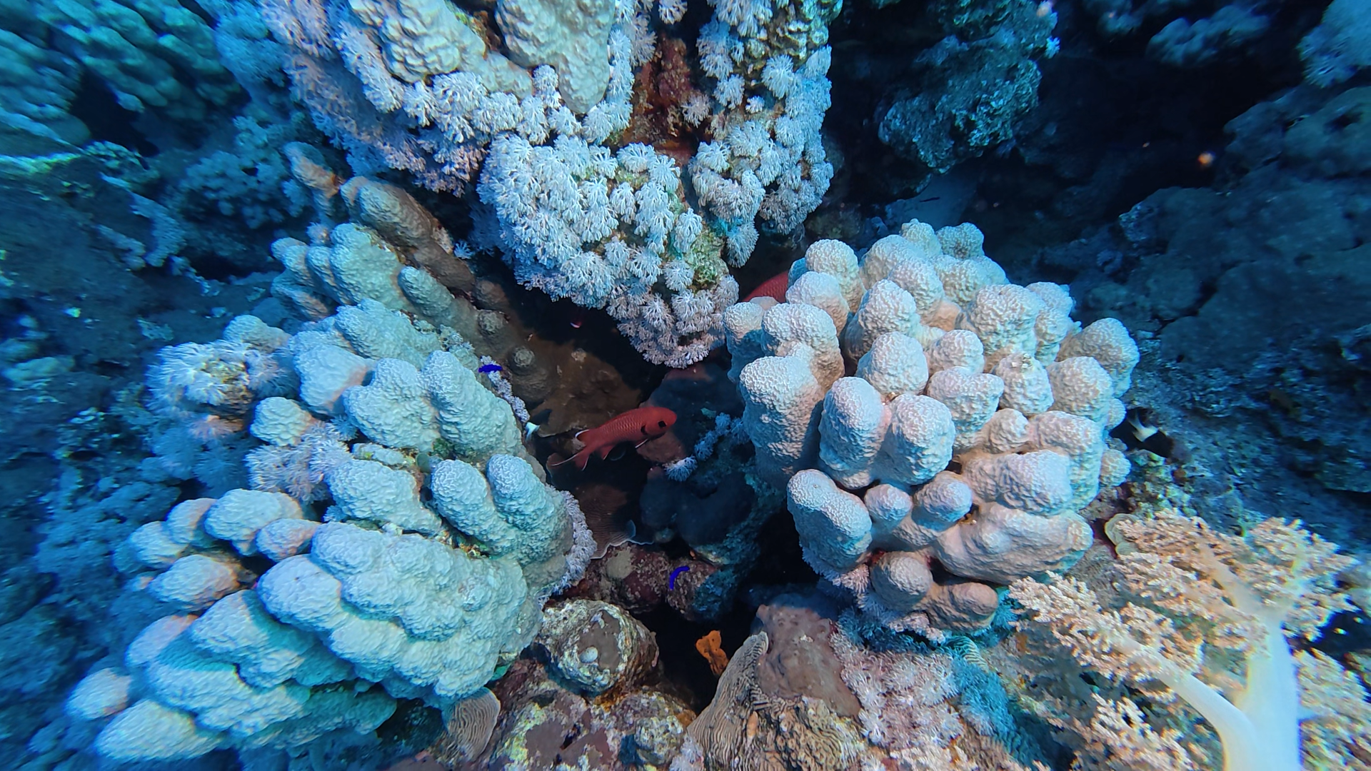 Soldatenfisch zwischen Korallen