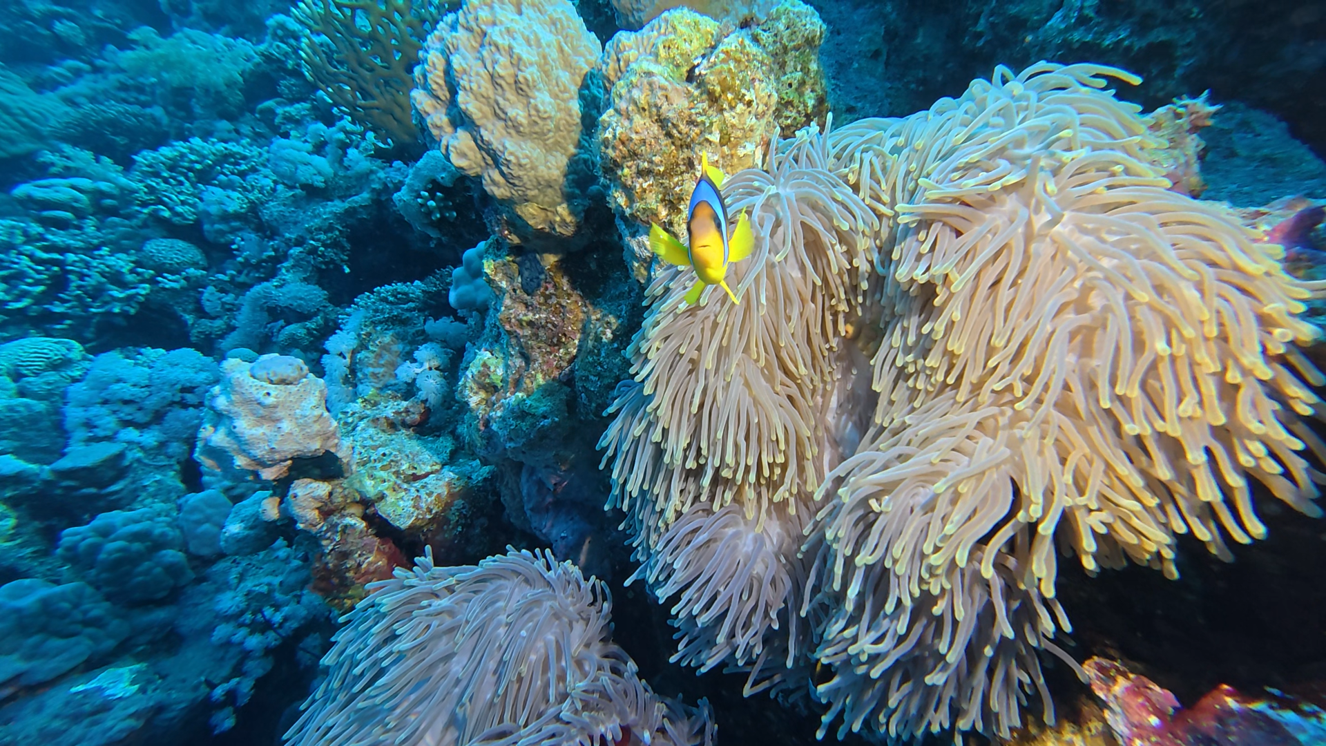 Anemonenfisch mit Anemonen