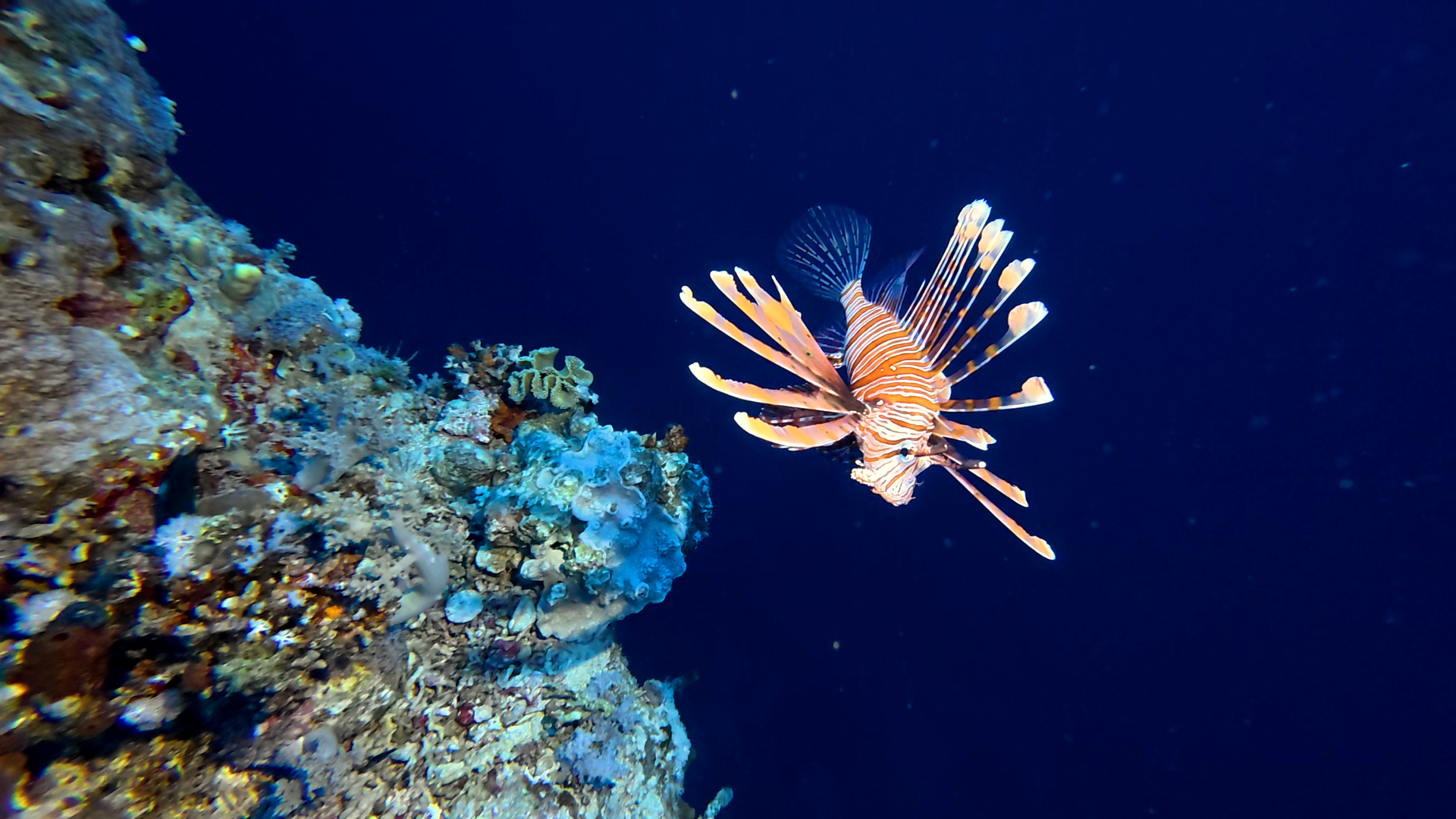 Feuerfisch