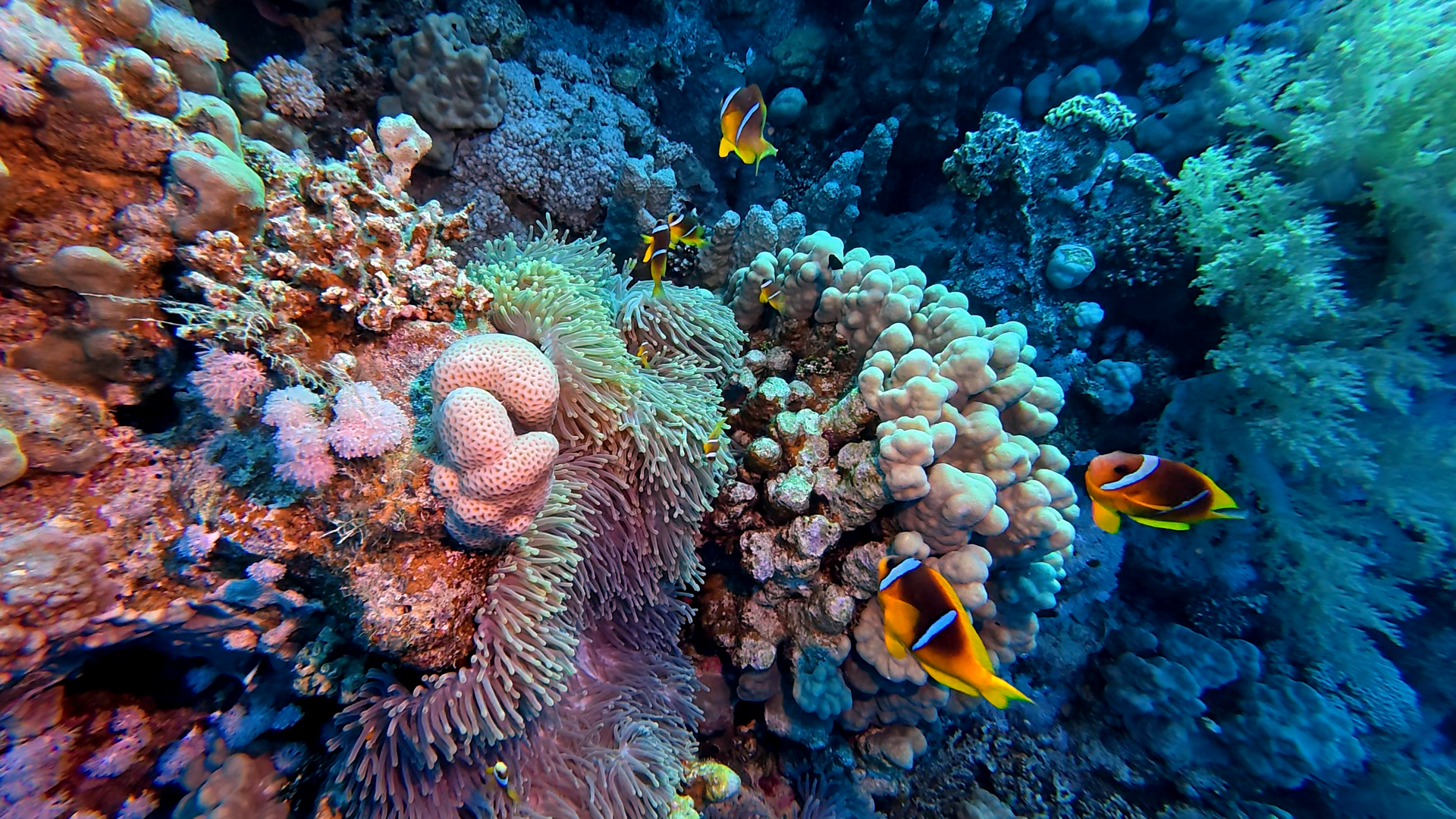 Anemonenfisch-Familie