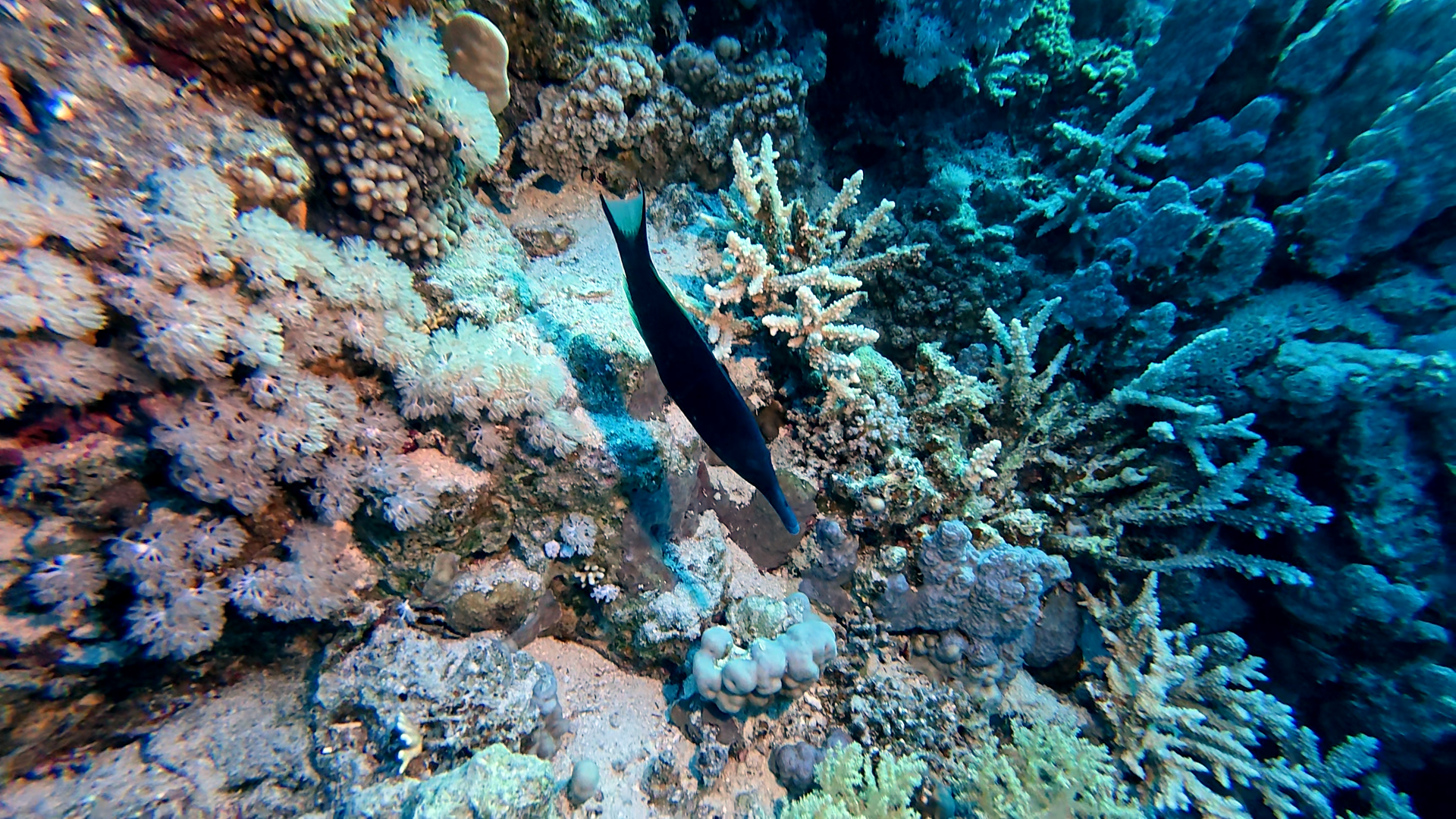 Vogel-Lippfisch