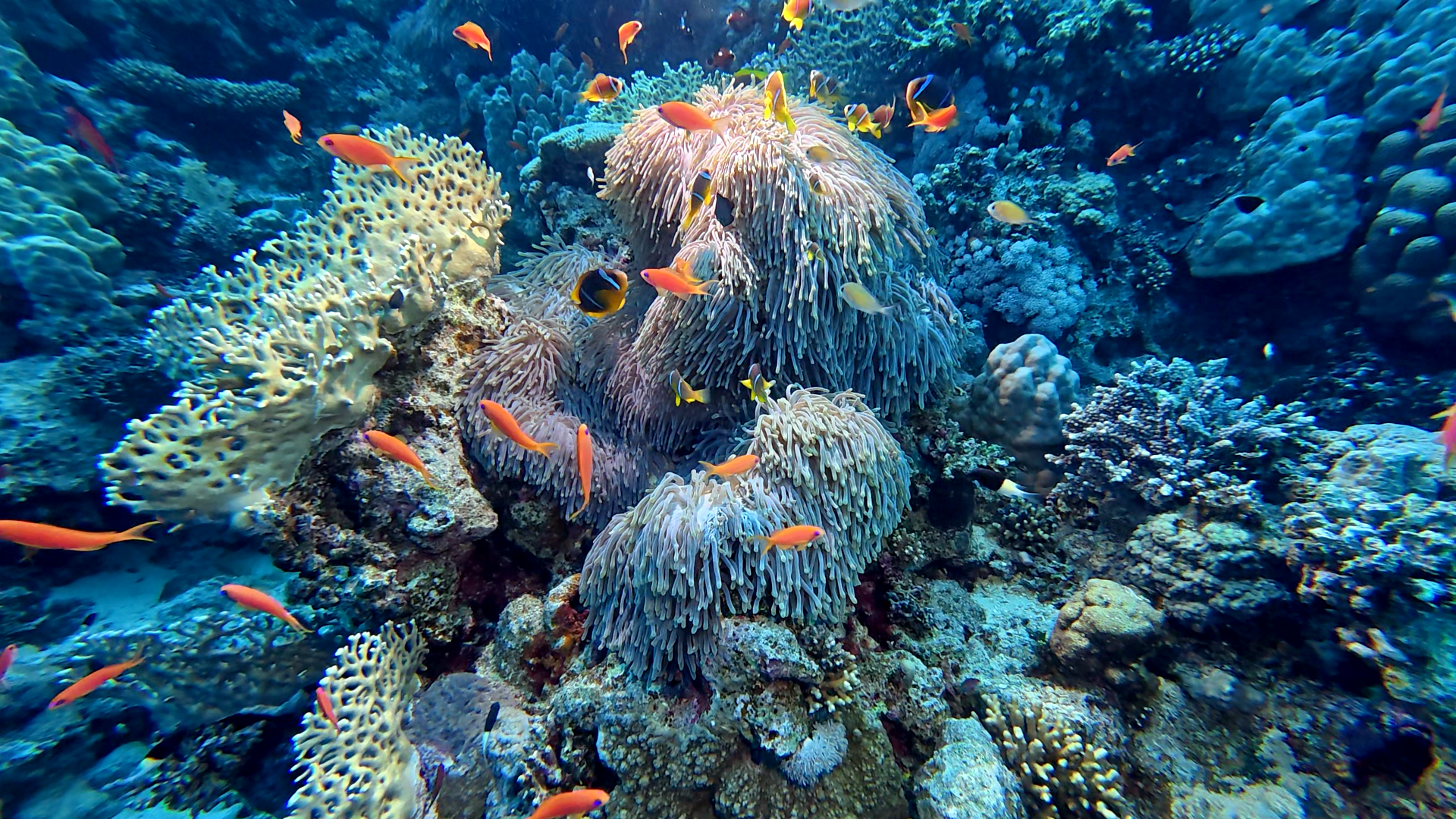 Fish City