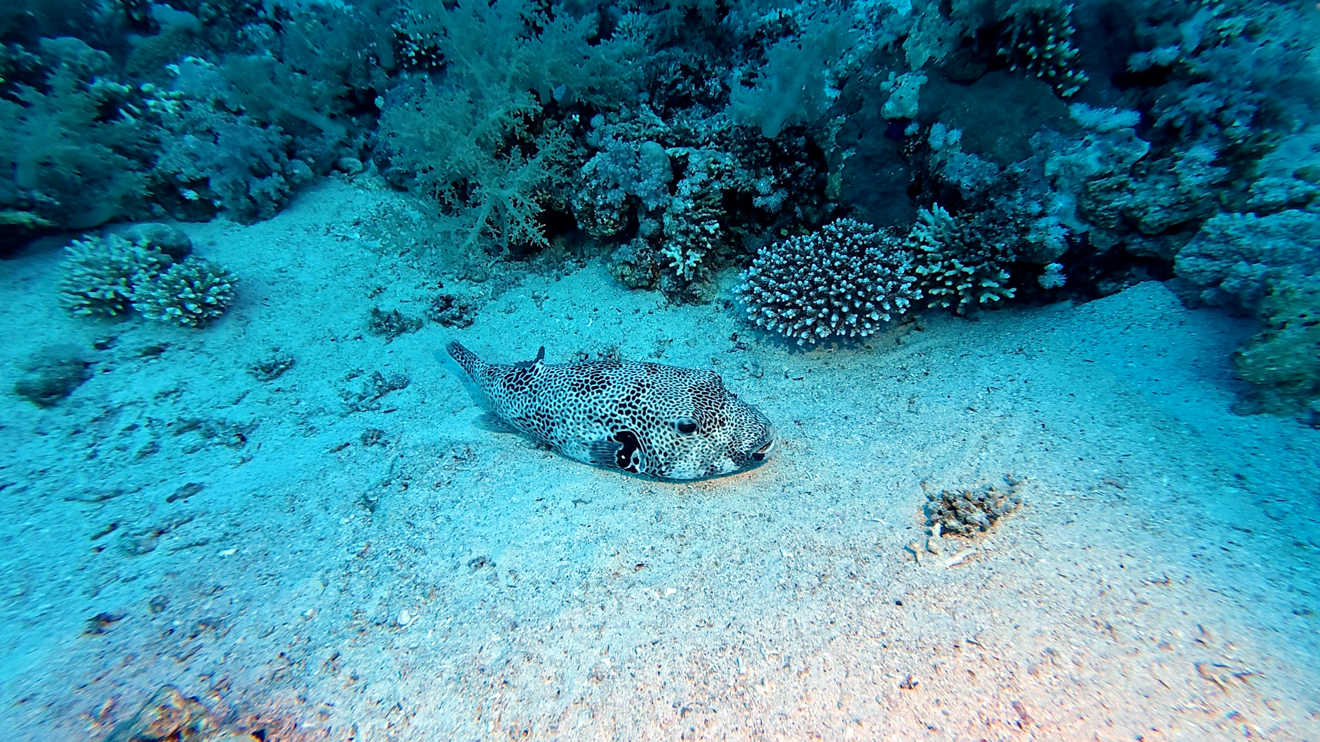 Riesenkugelfisch