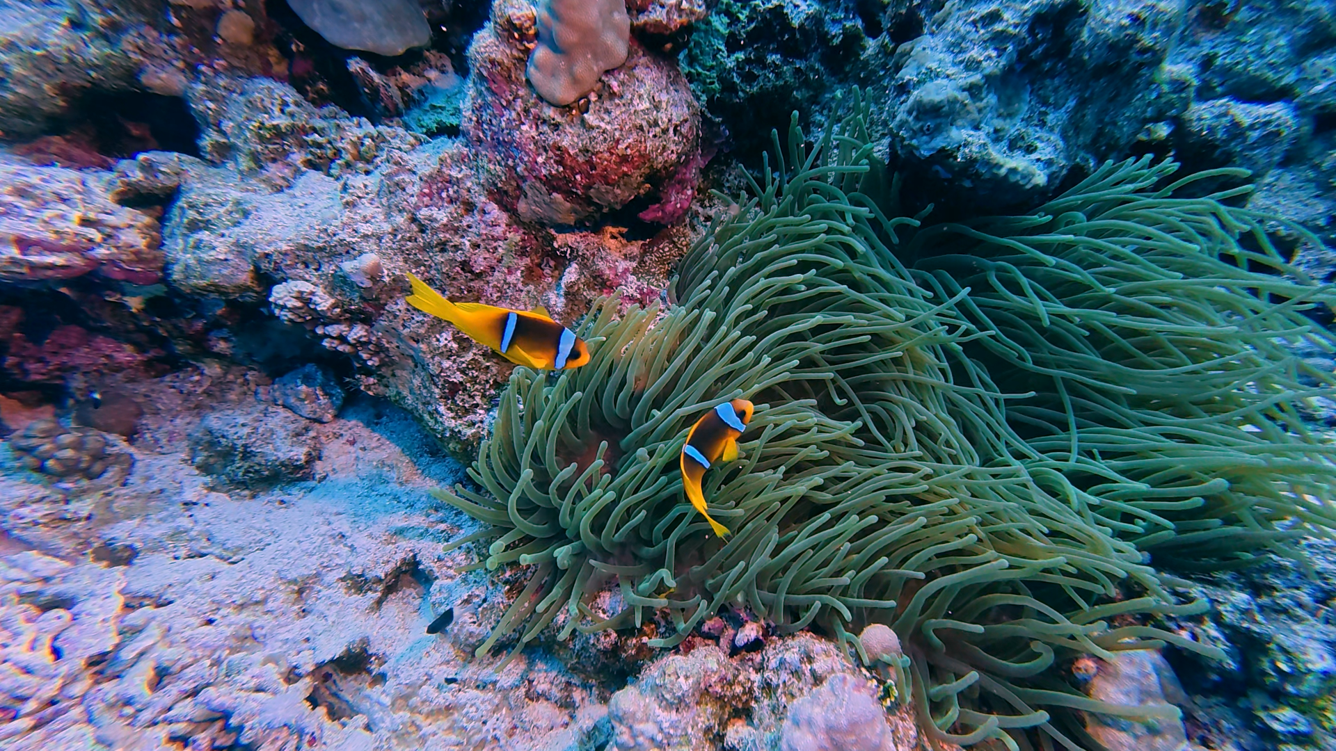 Anemonenfische