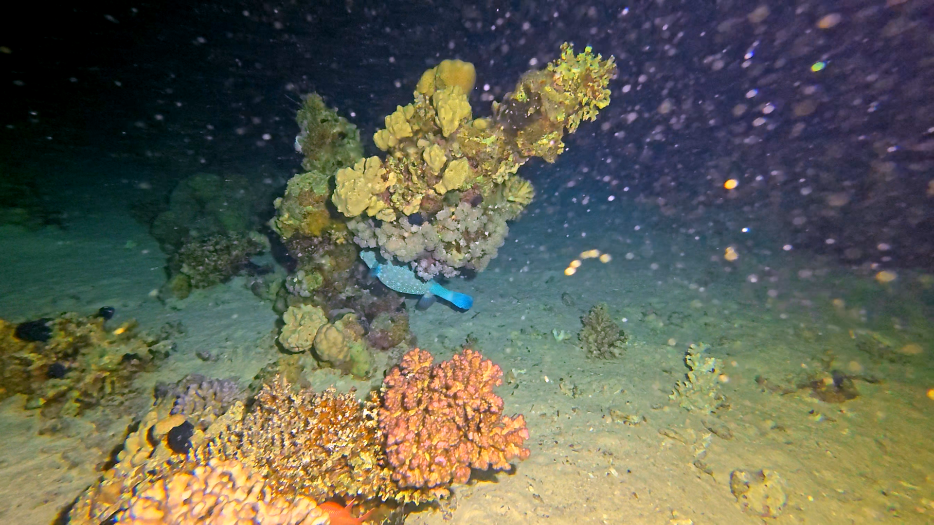 Blauer Kofferfisch
