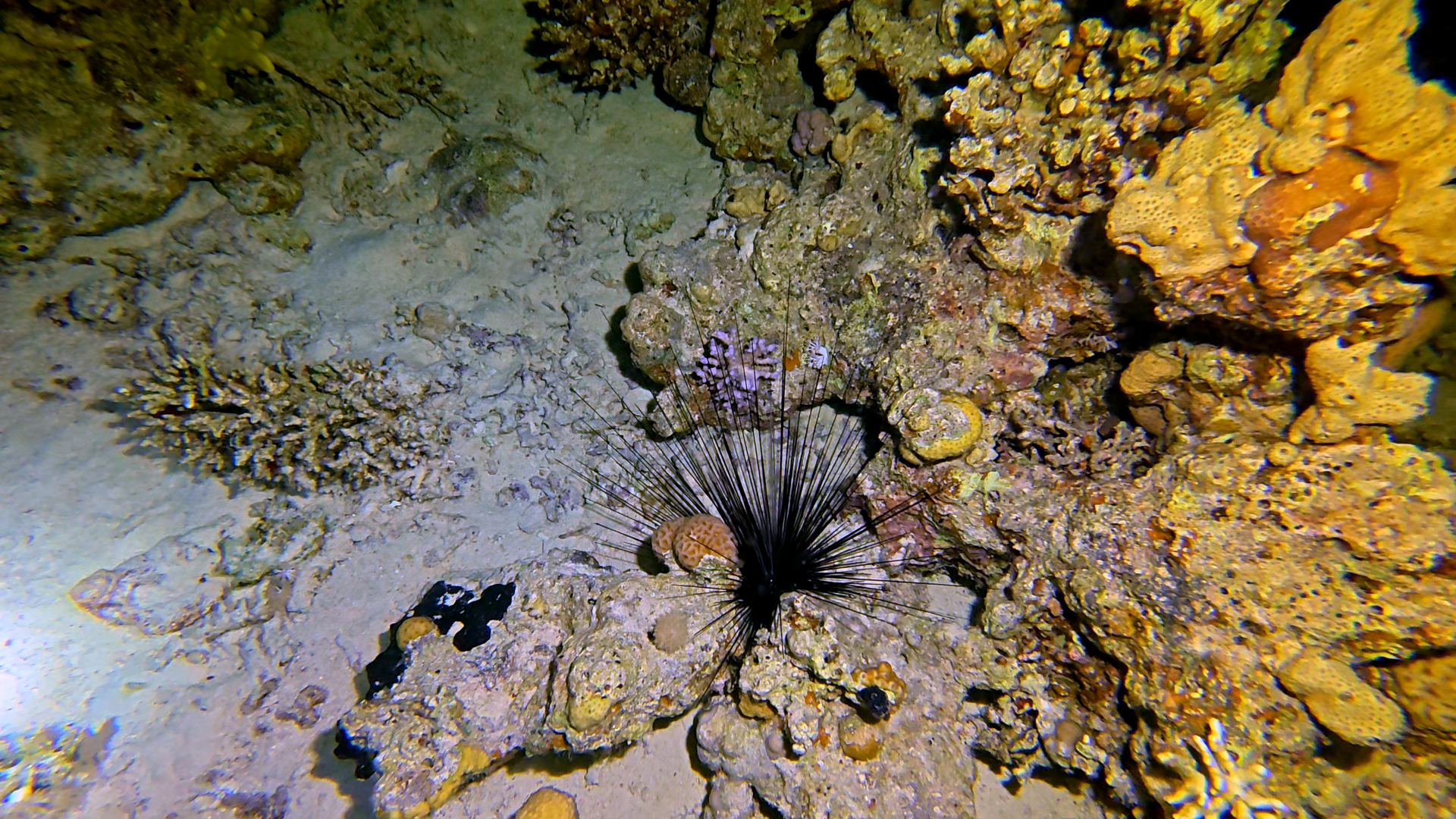 Nadelseeigel