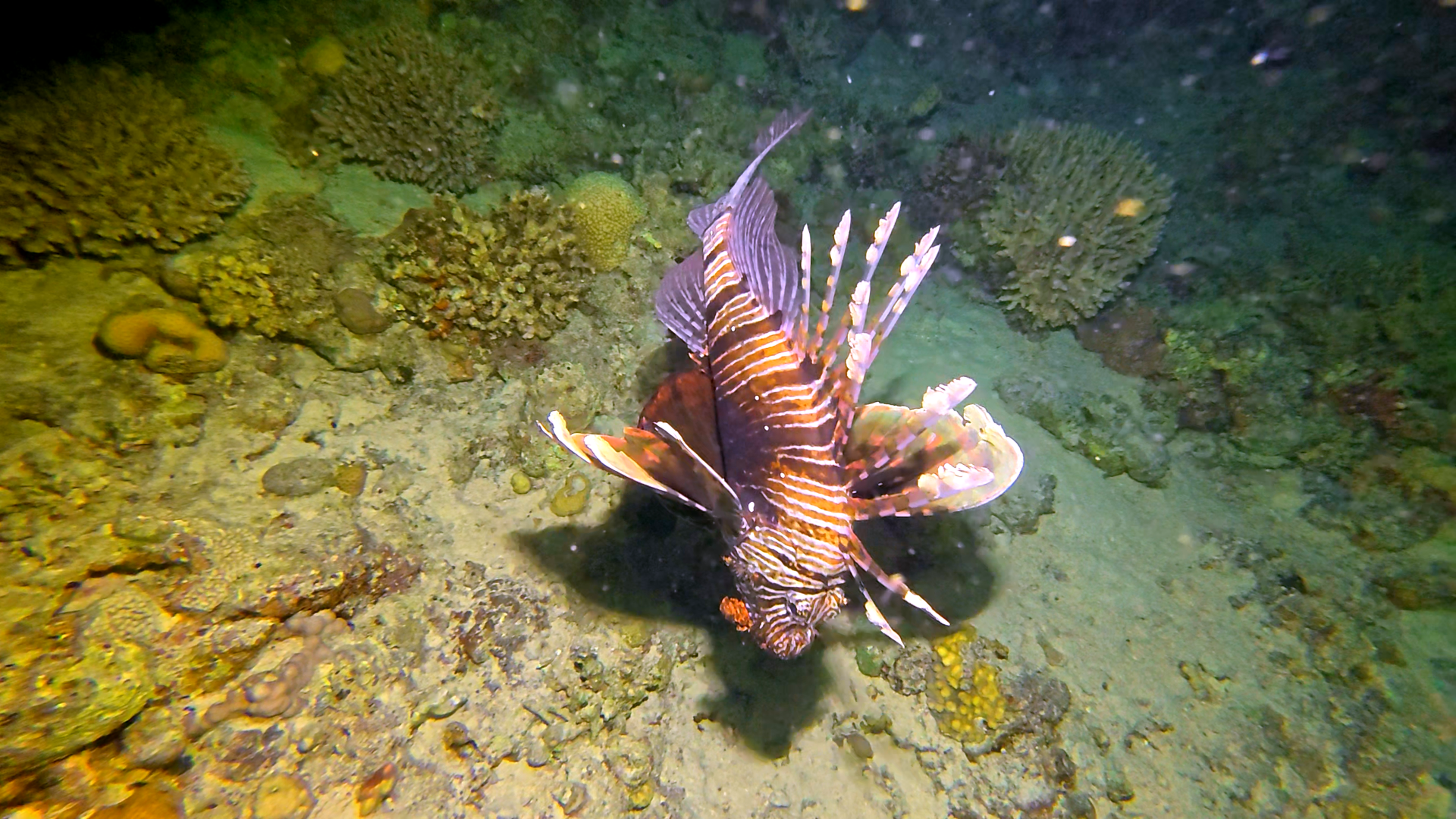 Feuerfisch