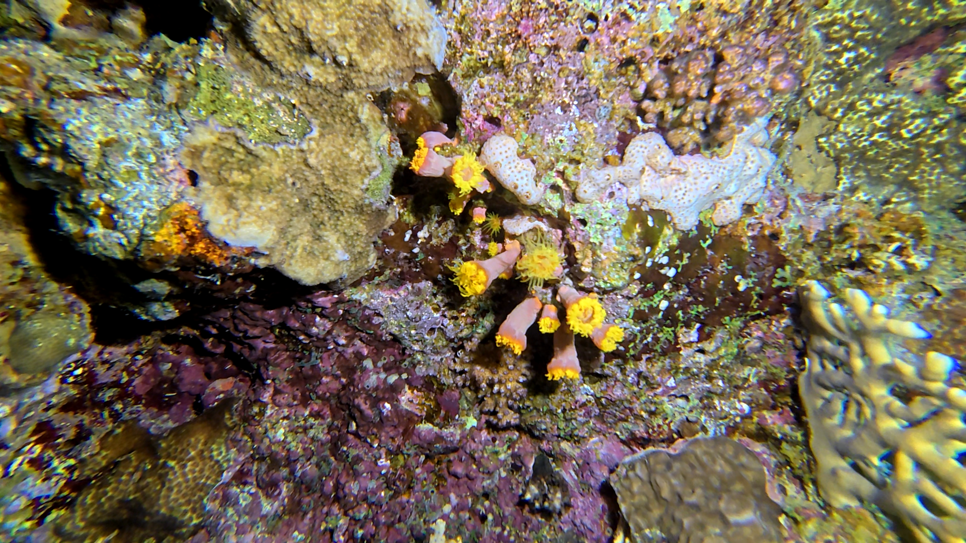 Gelbe Kelchkorallen