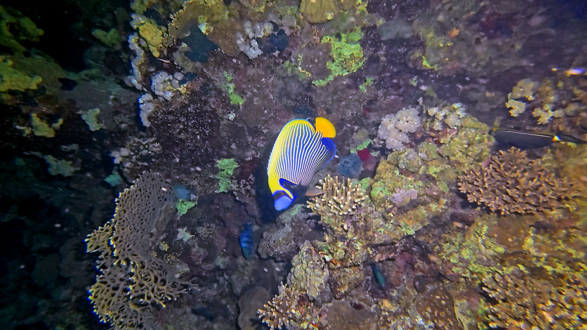 Imperator Kaiserfisch