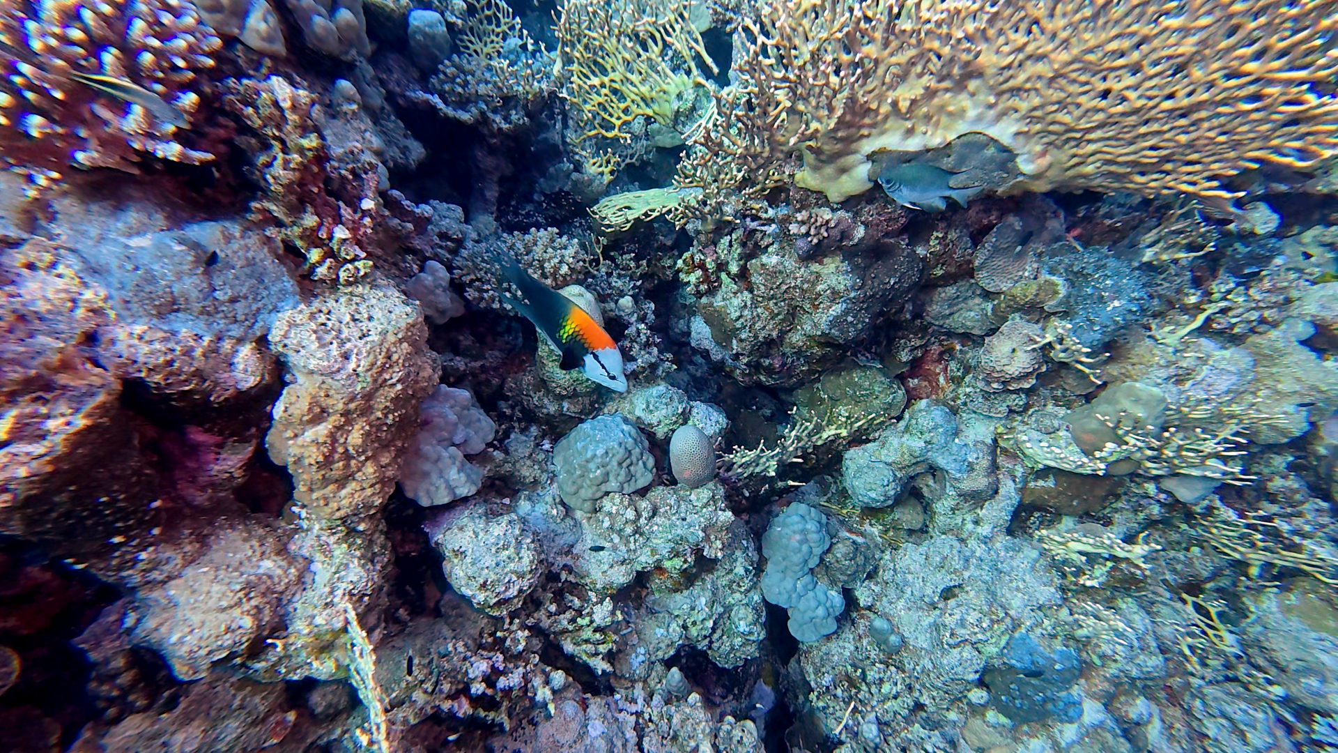 Stülpmaul-Lippfisch