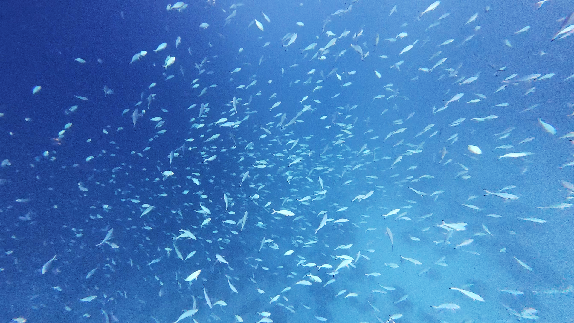 Haufenweise Fische