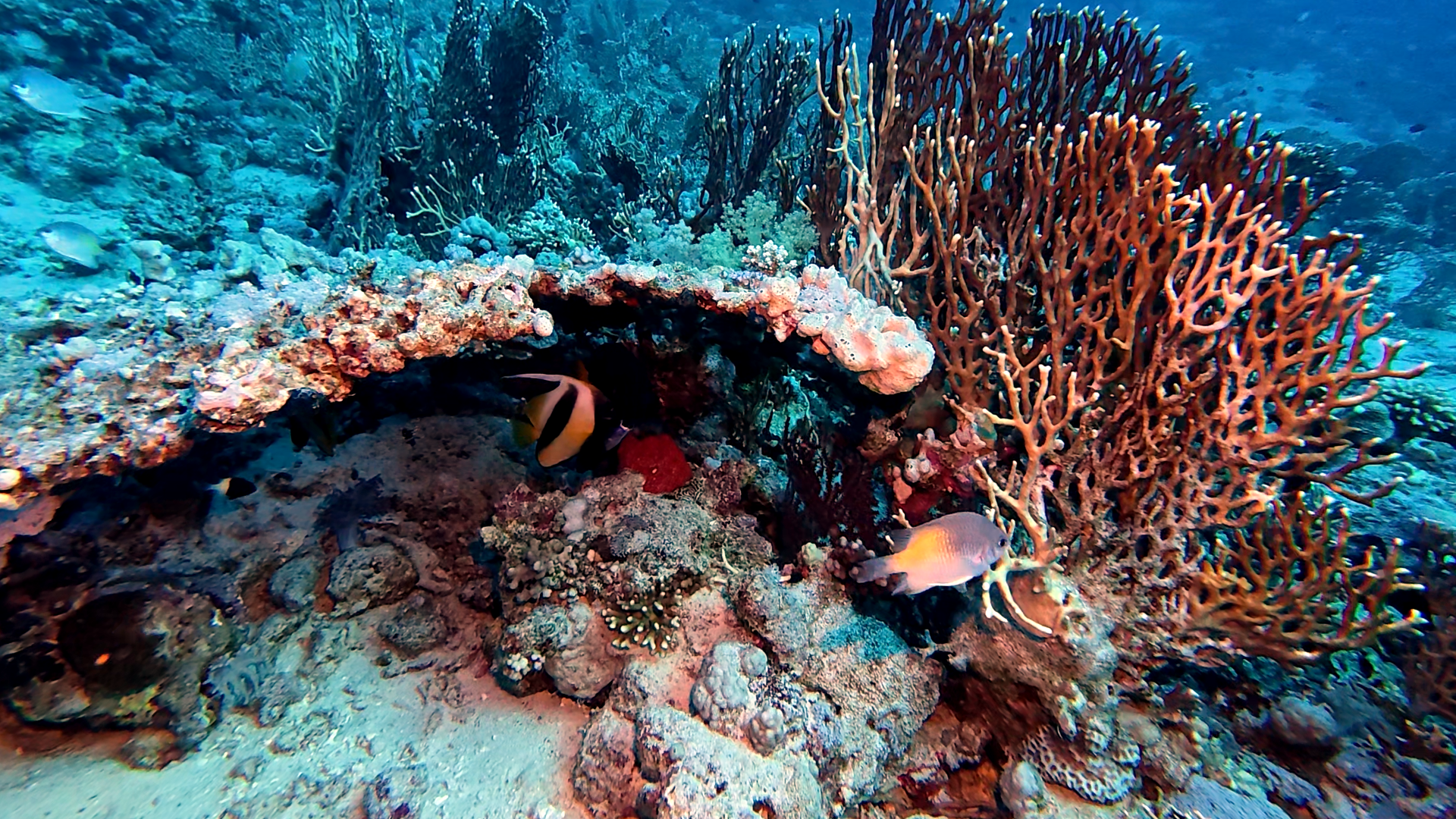 Korallenhöhle mit Wimpelfisch