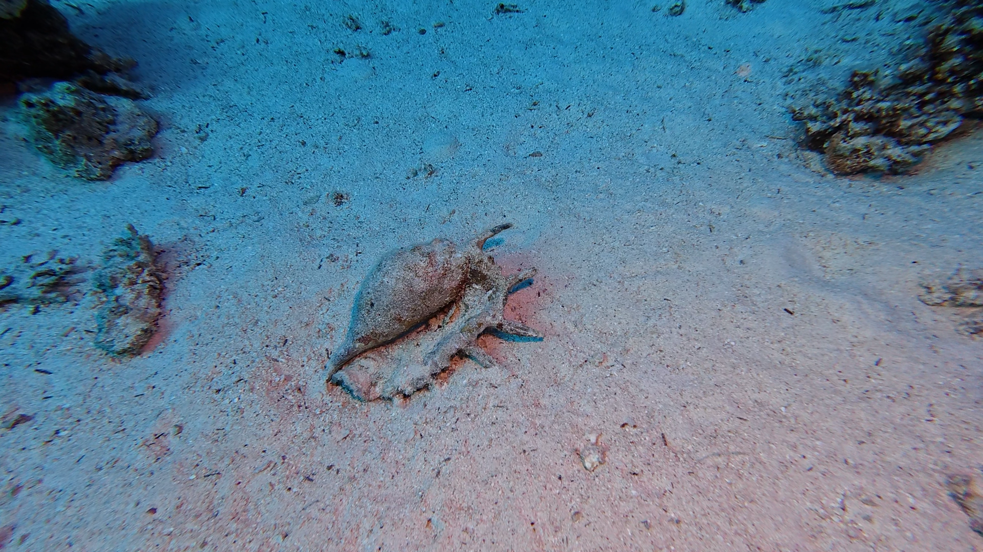 Leeres Muschelgehäuse
