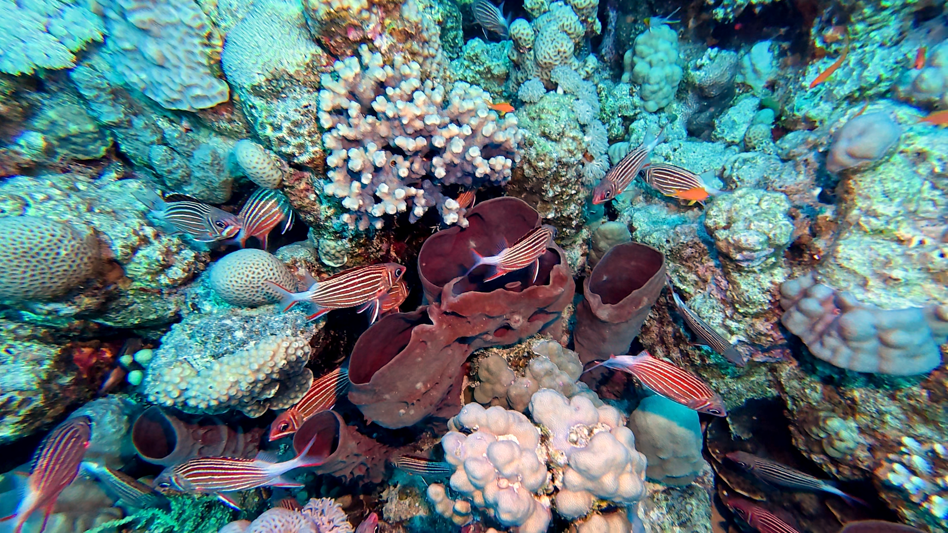 Husarenfische und Röhrenkorallen