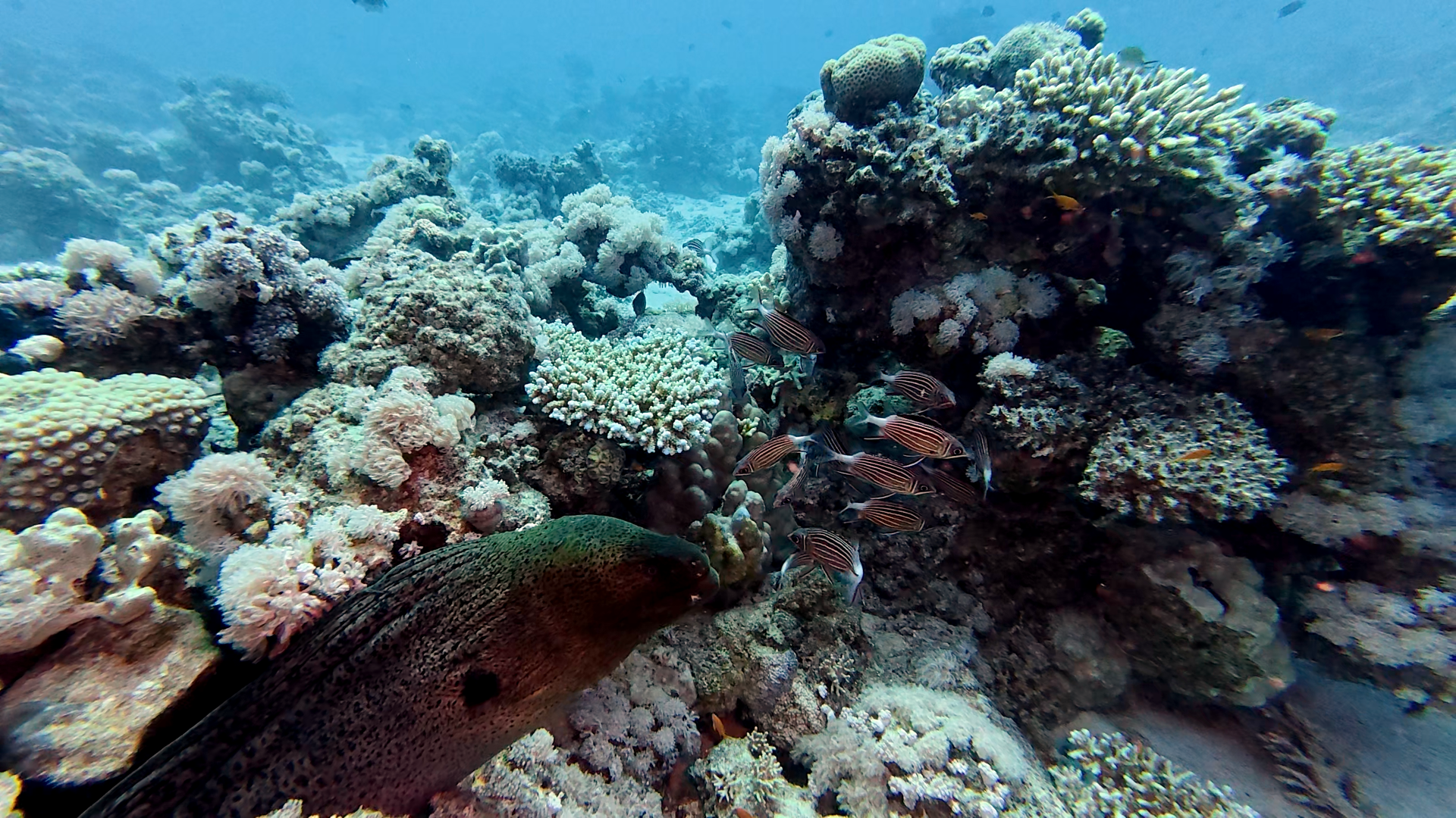Muräne und Husarenfische