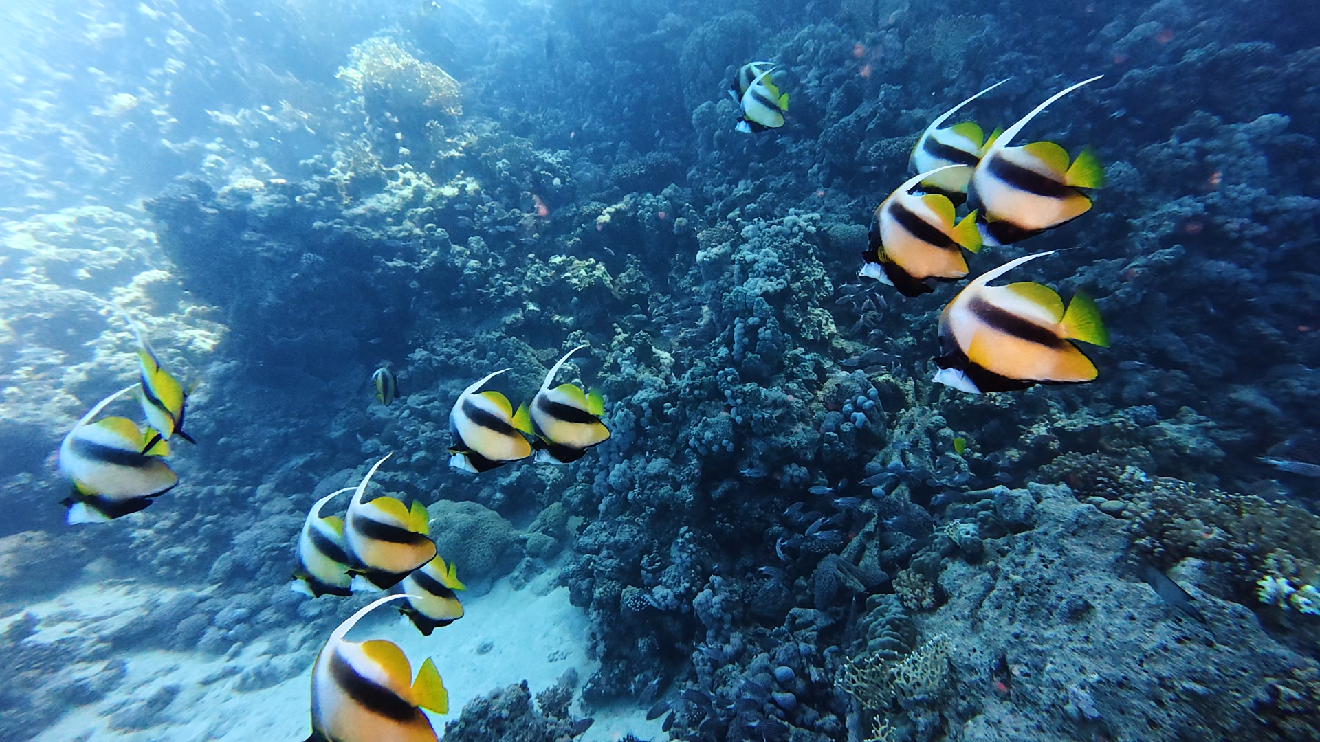 Wimpelfische