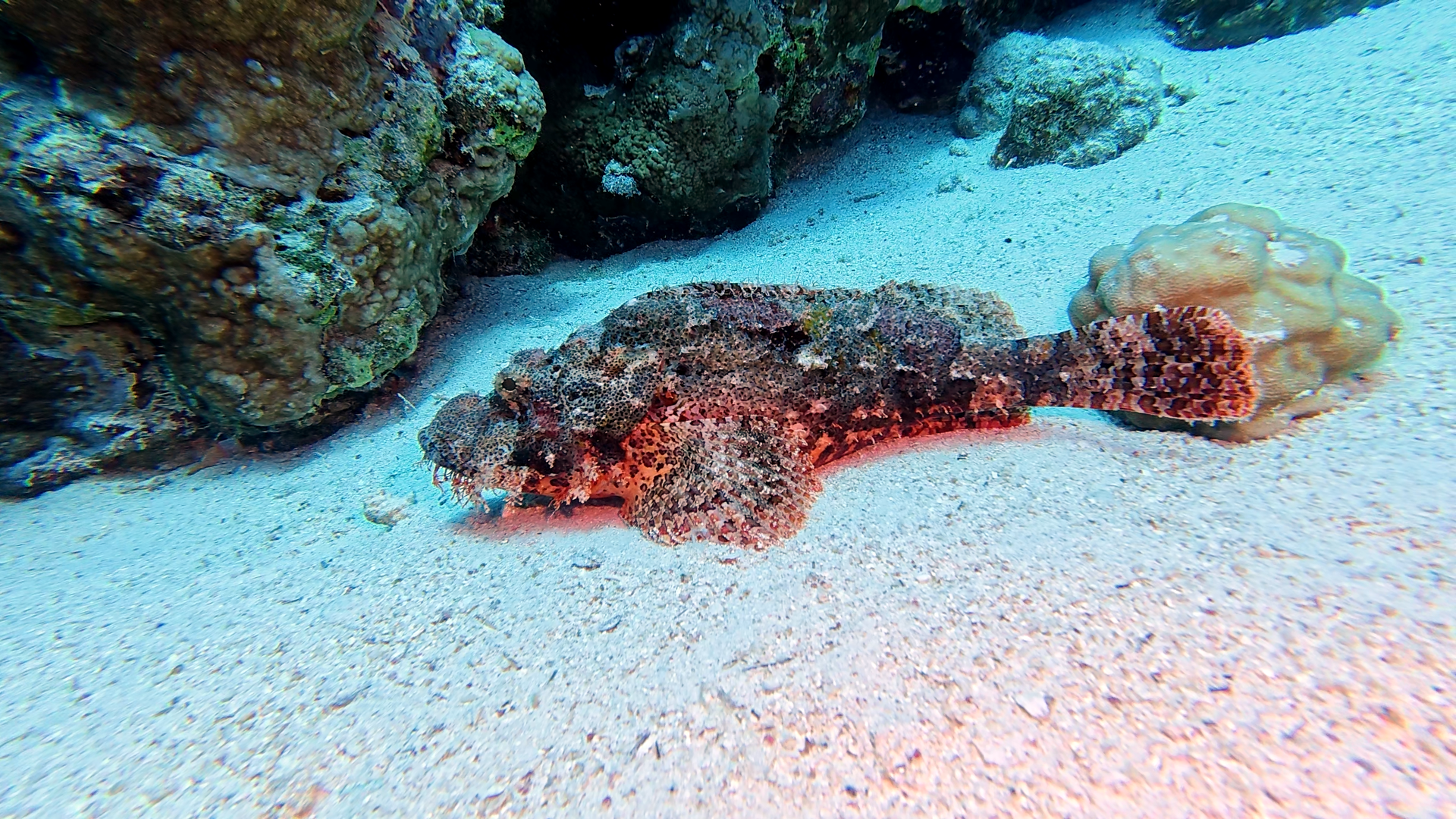 Skorpionfisch